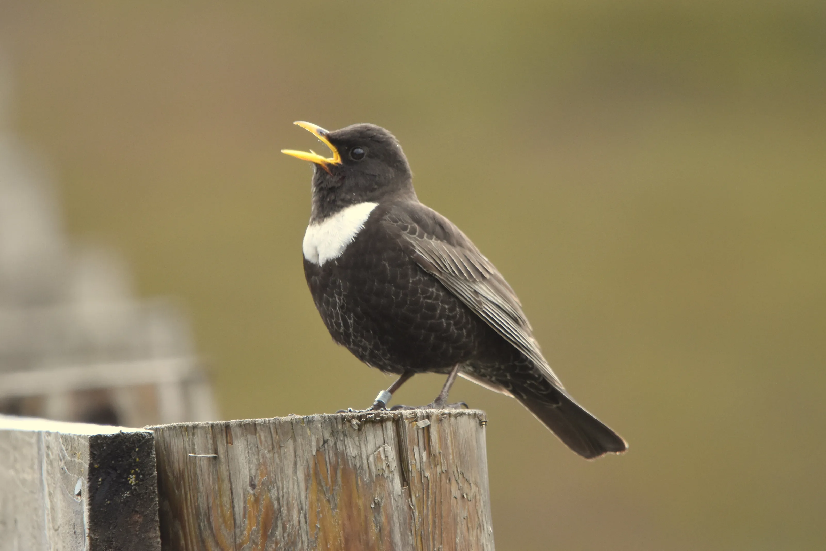 Ring Ouzel