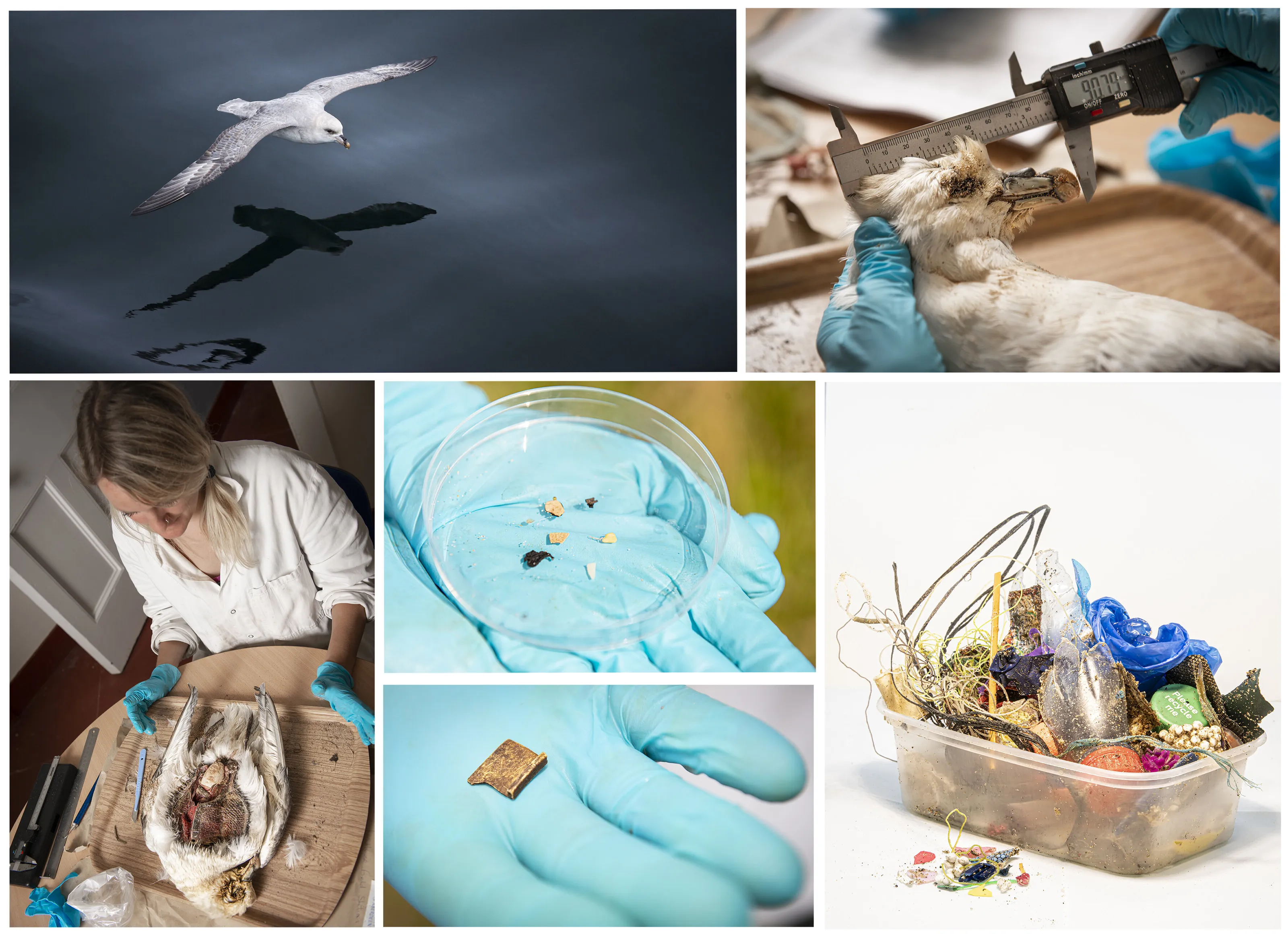 Death By Plastic - The Northern Fulmar