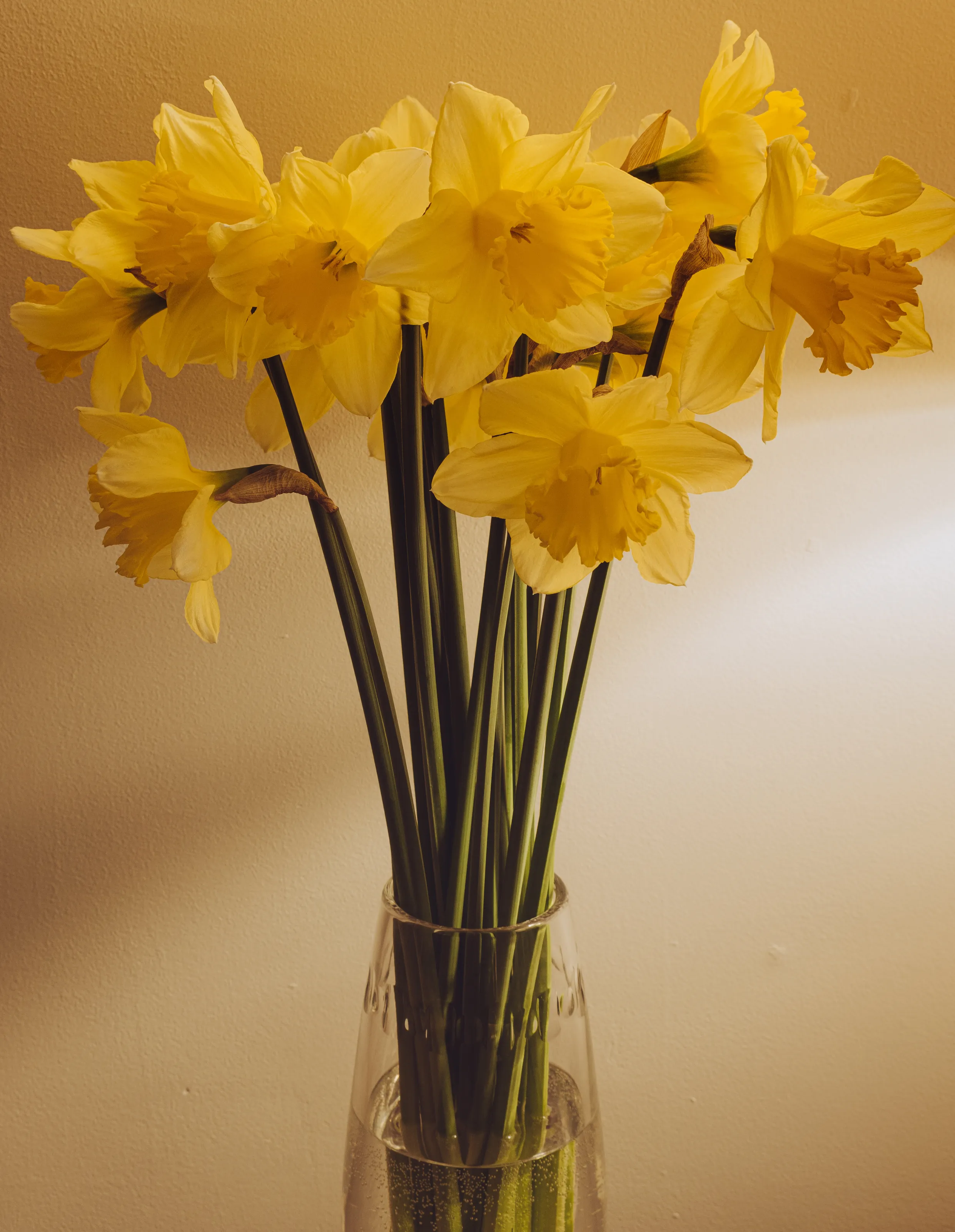 Simply Daffodils