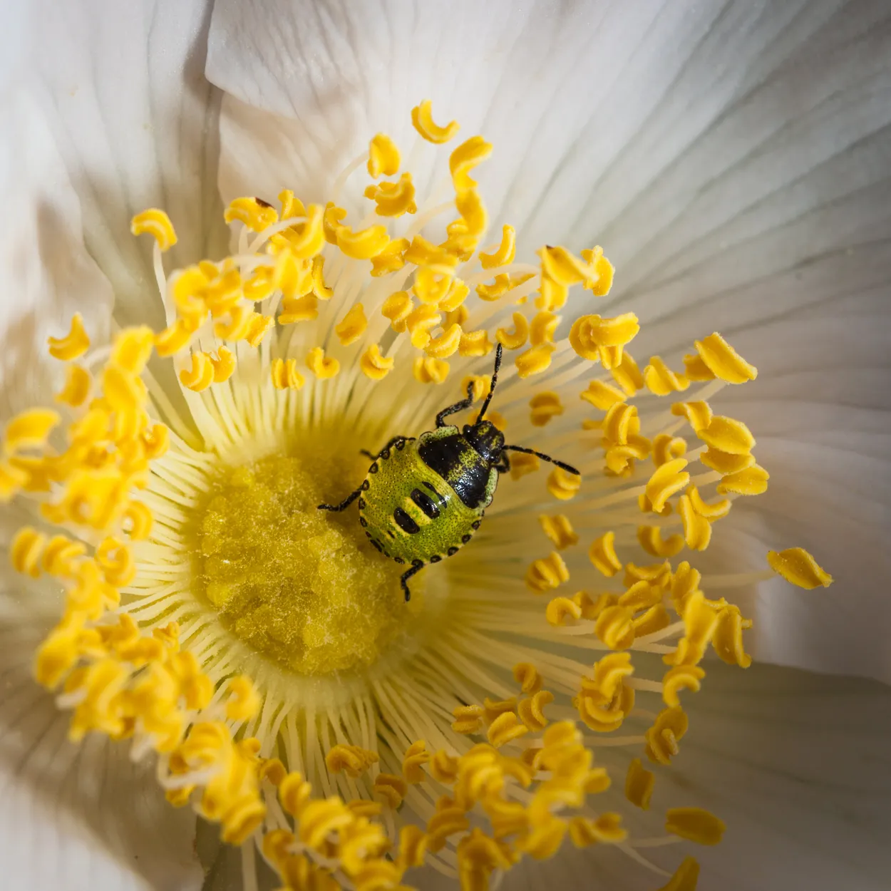 Entry 1234410