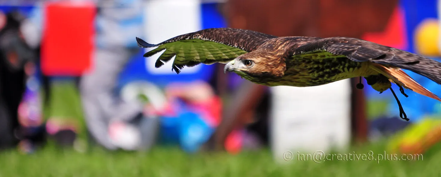 Harris Hawk down...