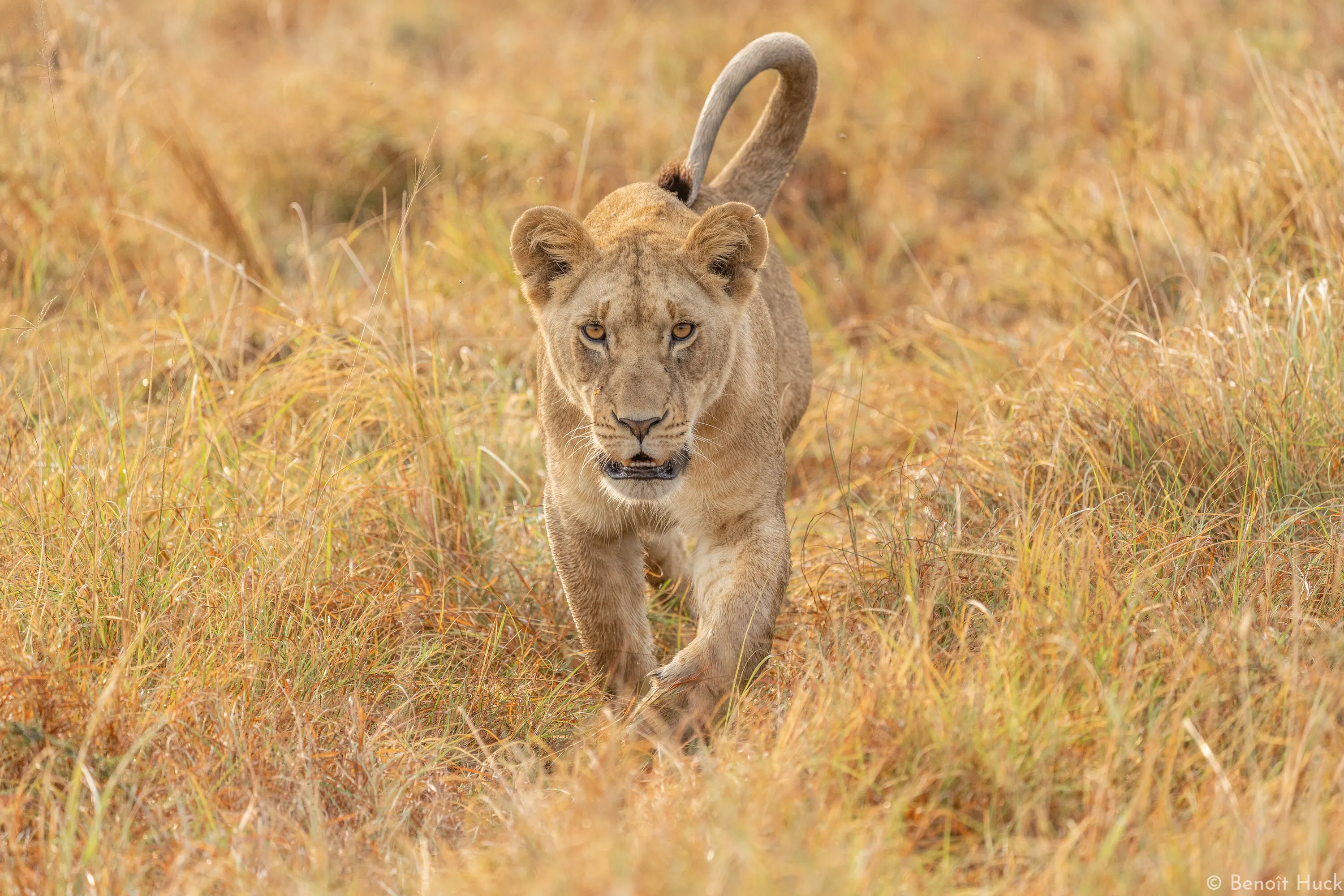 Queen of Savannah