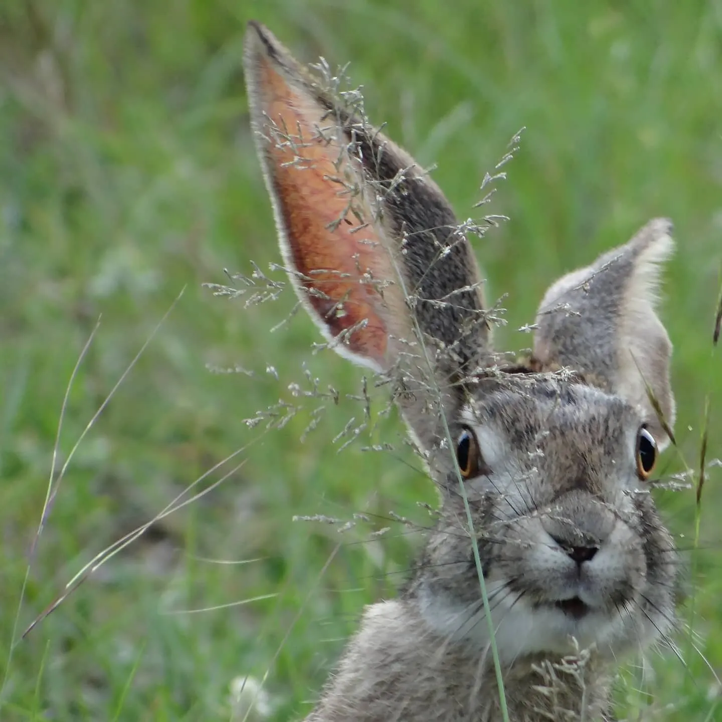 Hare