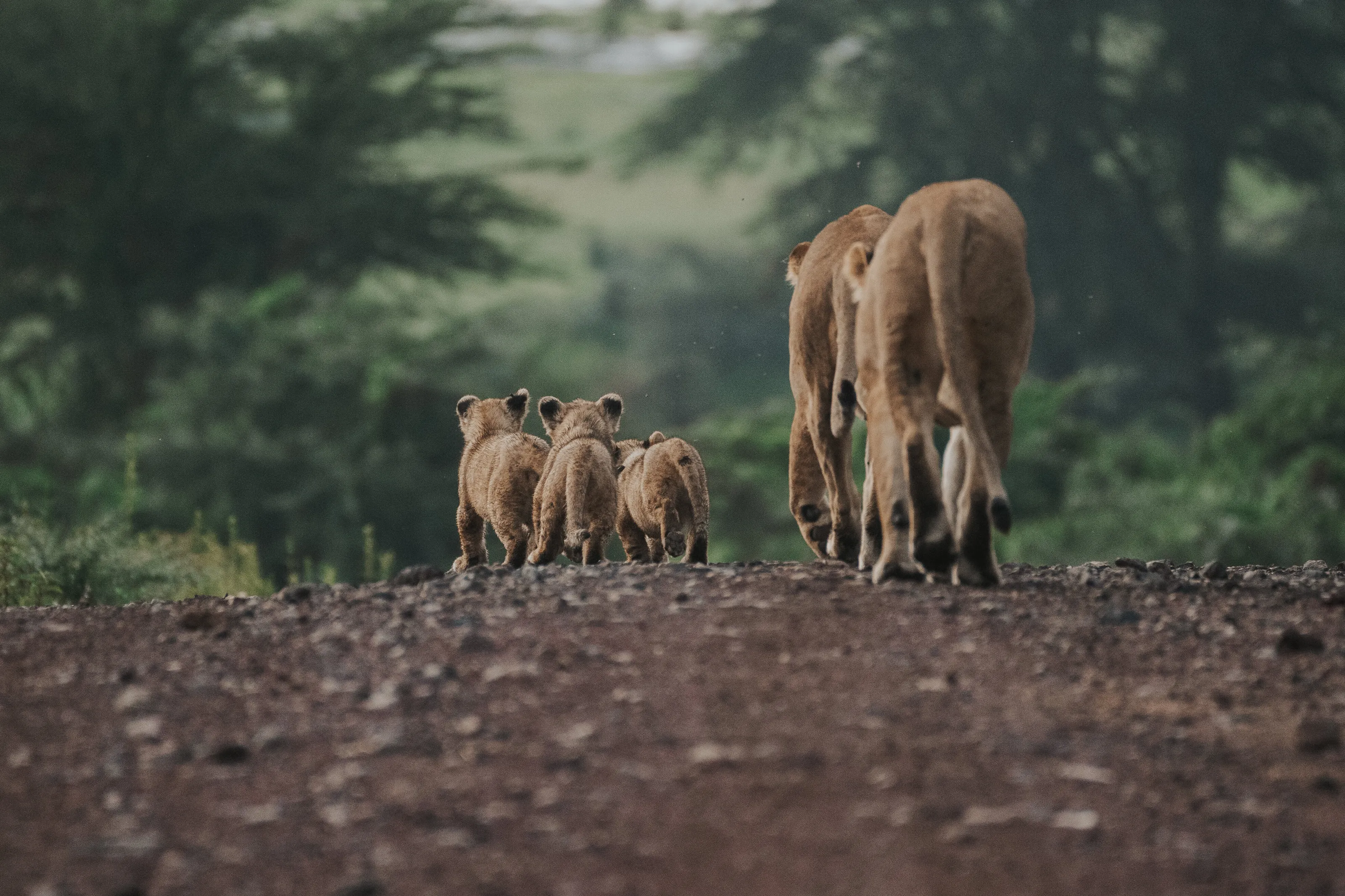 The Stroll
