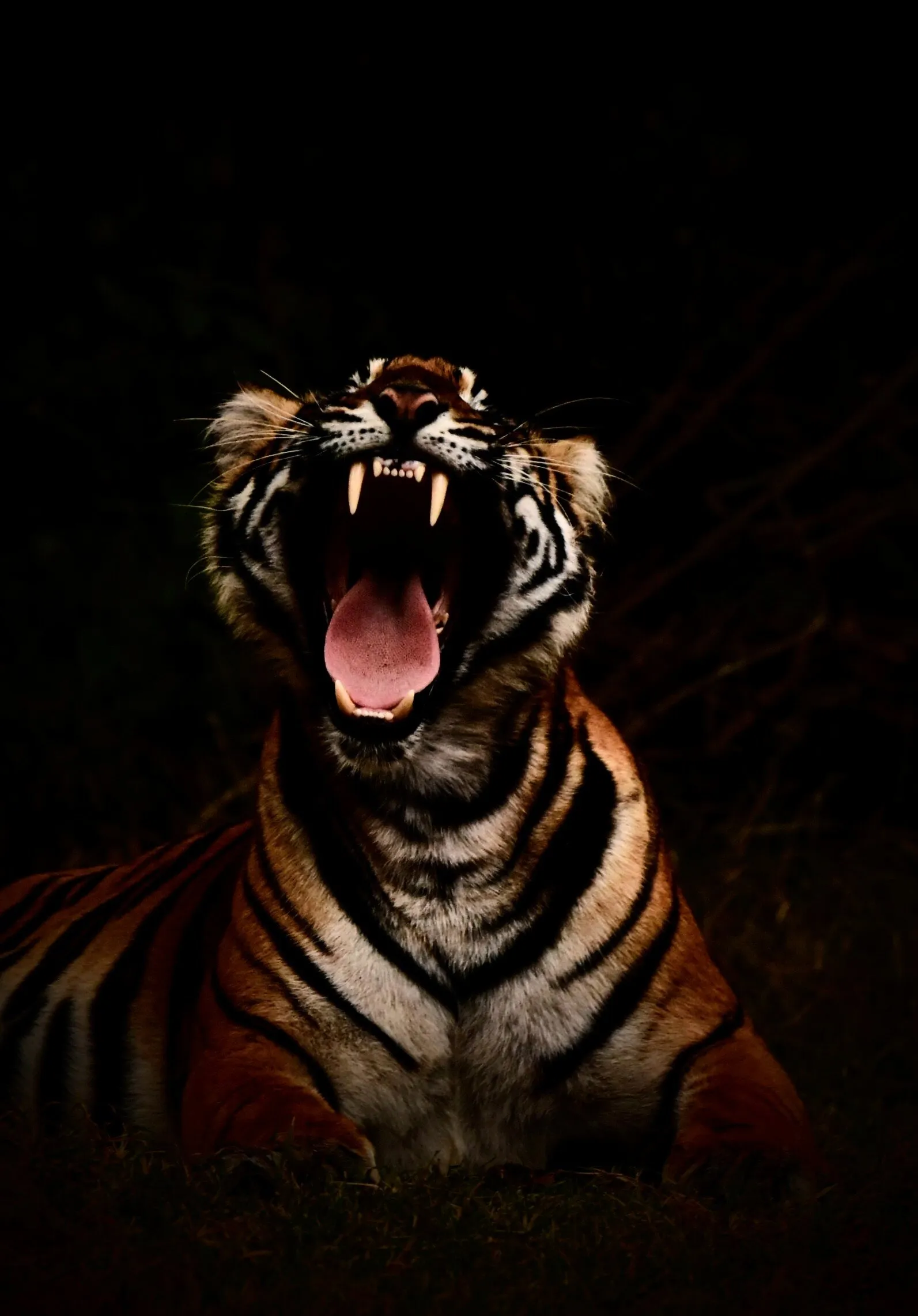 The Morning Yawn
