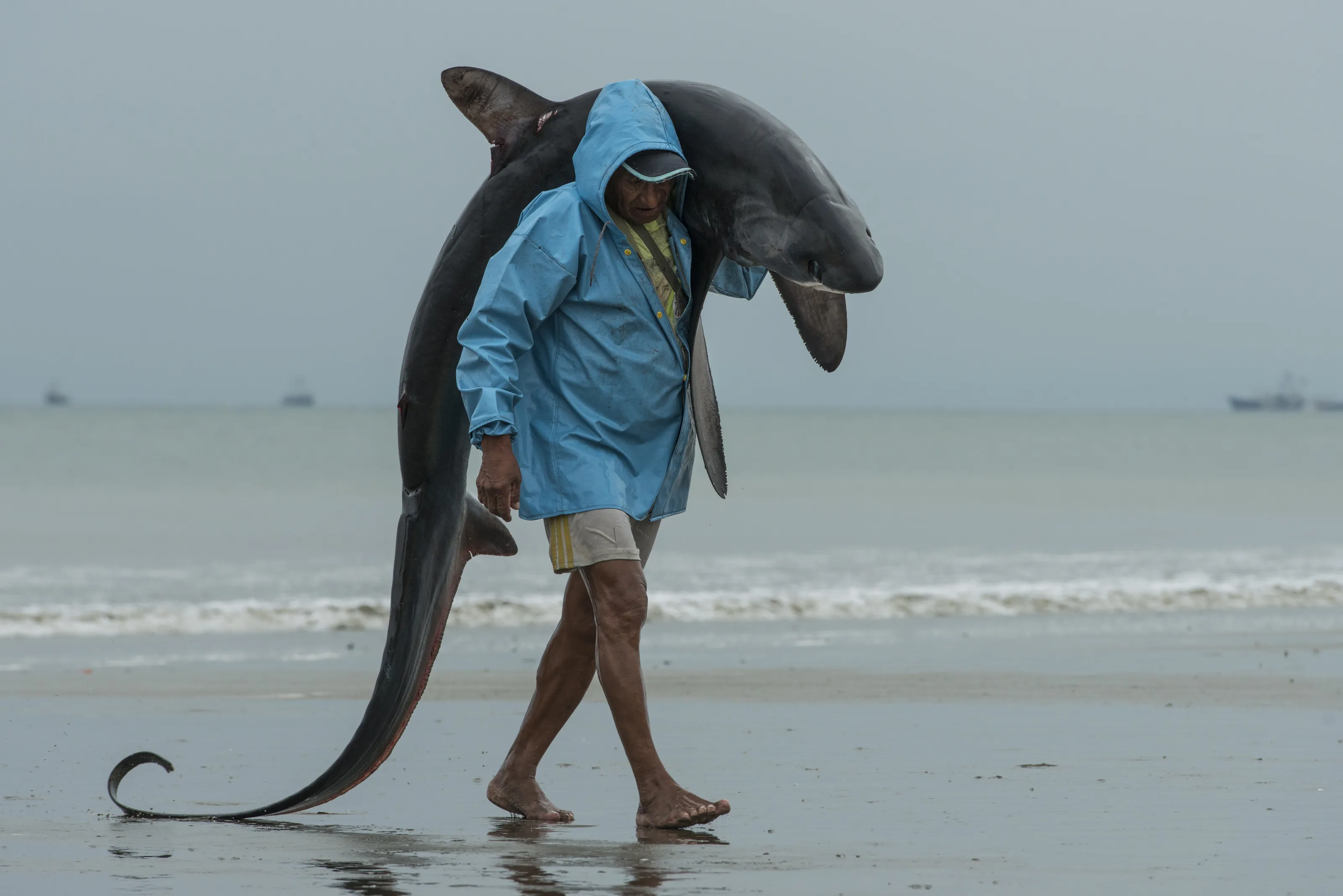 Thresher shark for fin trade