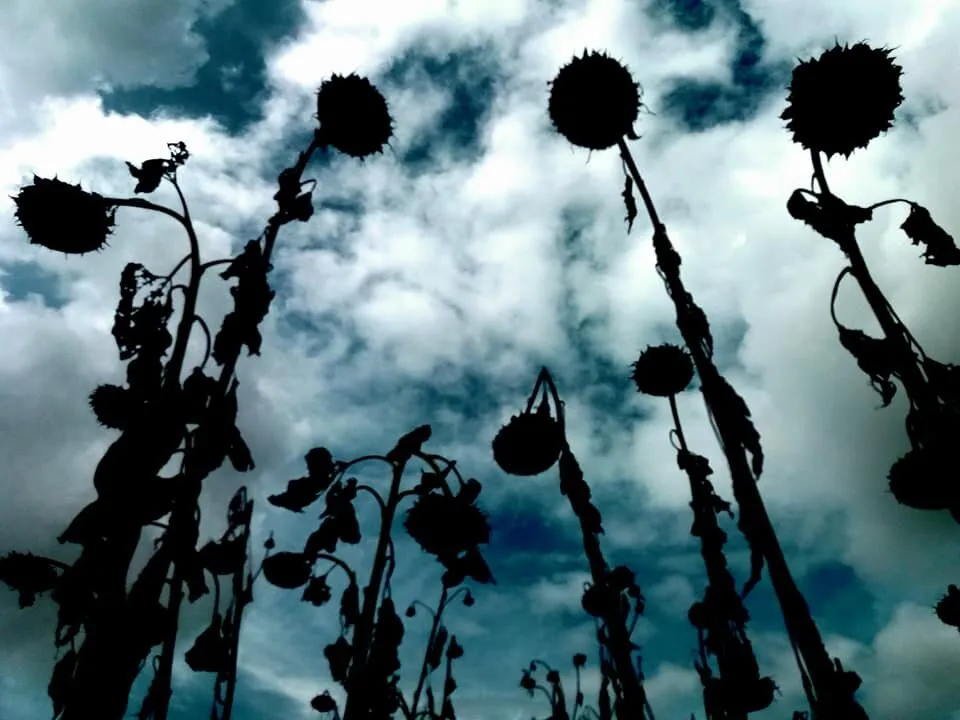 Dead Sunflowers