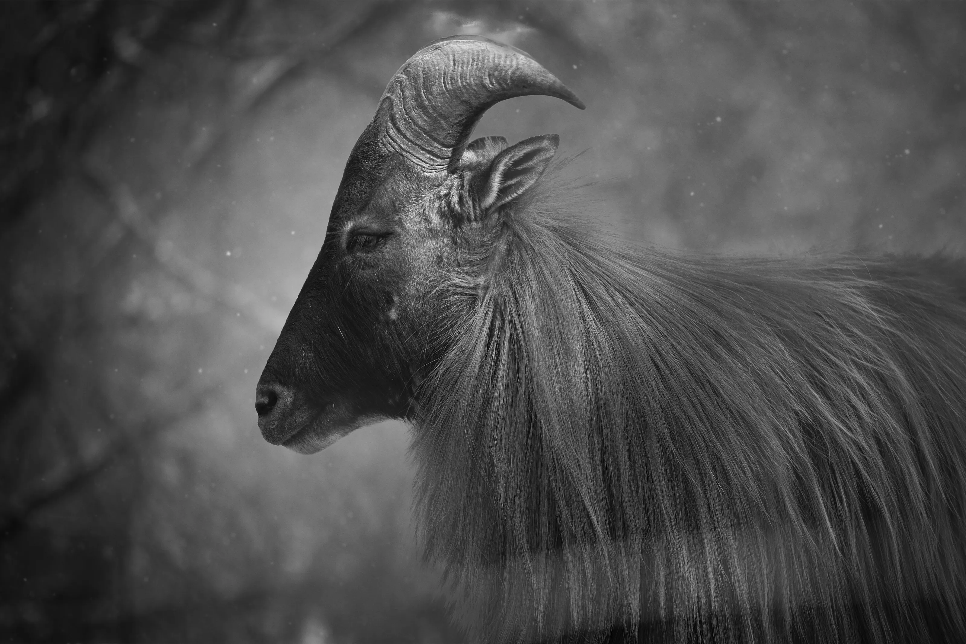 Himalayan Tahr