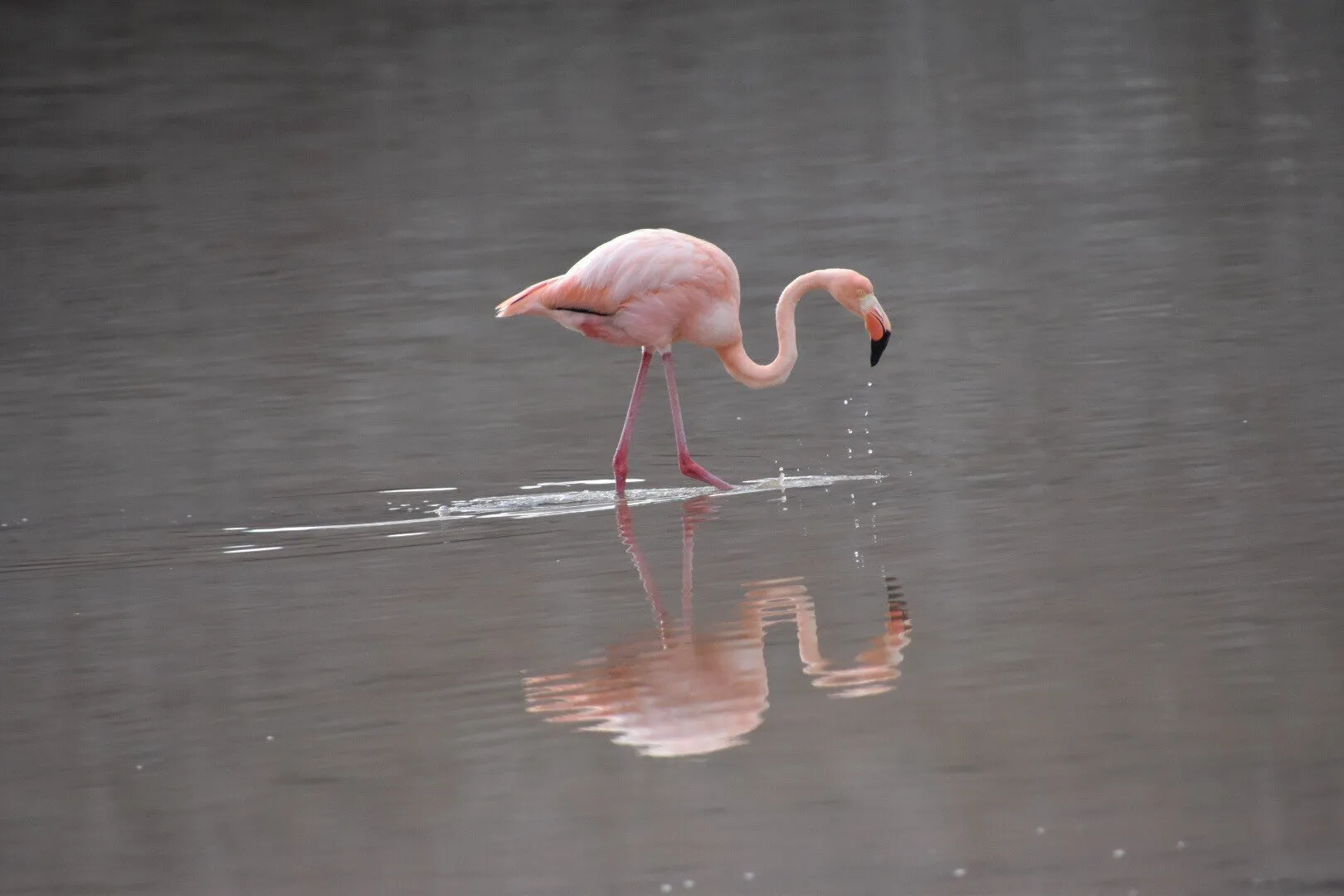Pink Flamingo enjoying its image