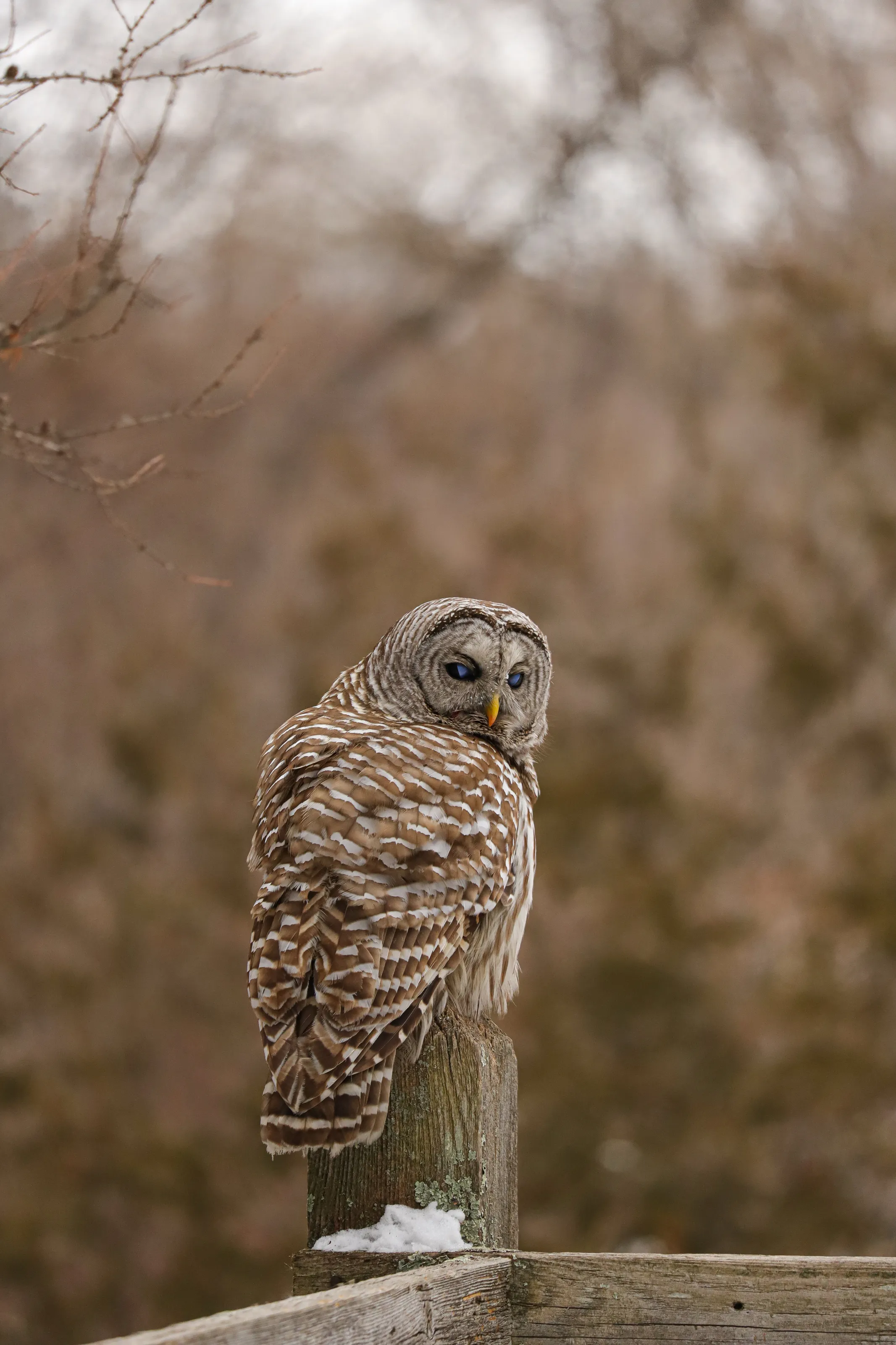 Barred owl, with blue eyelids