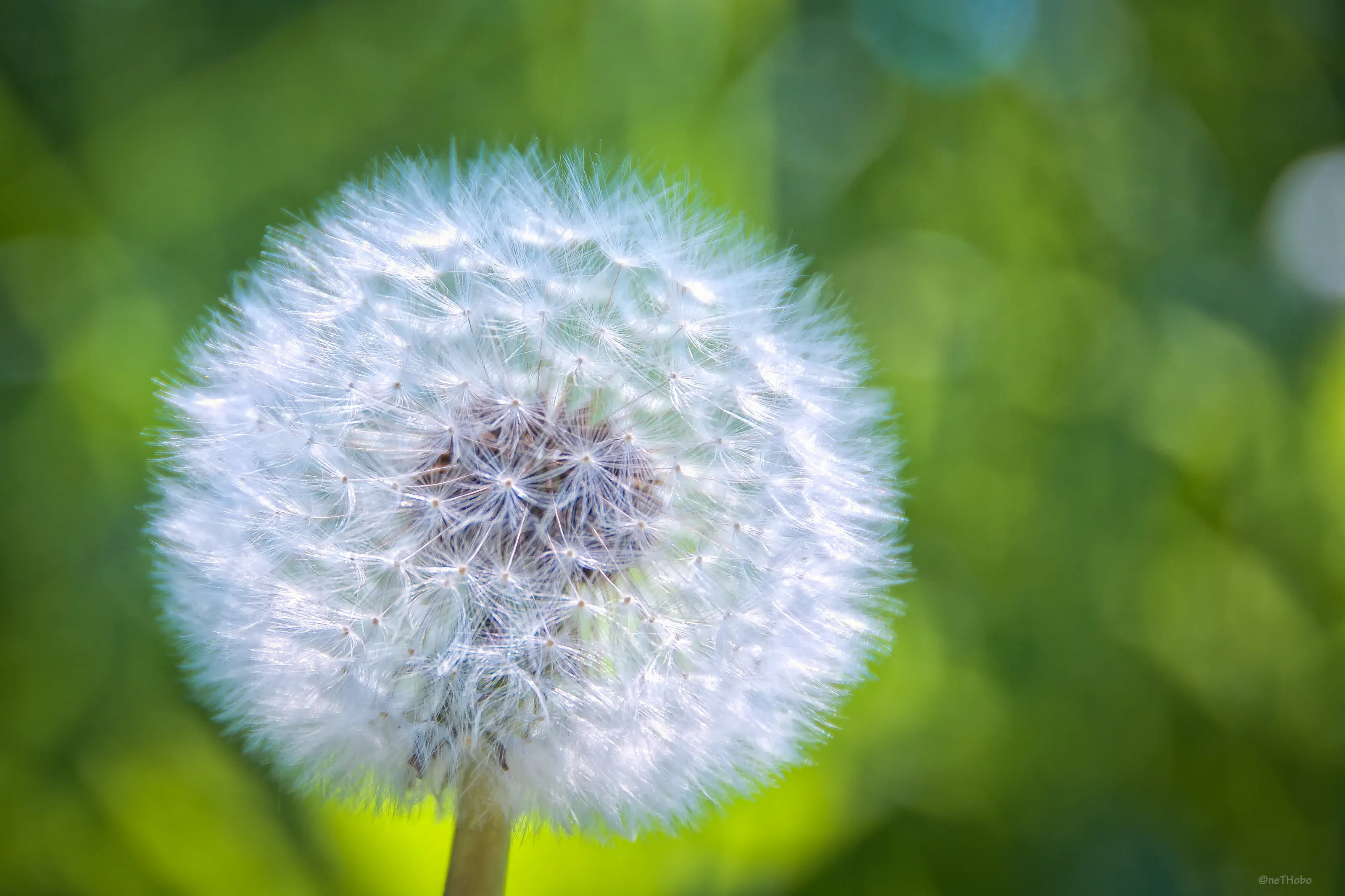 Dandelion ripe