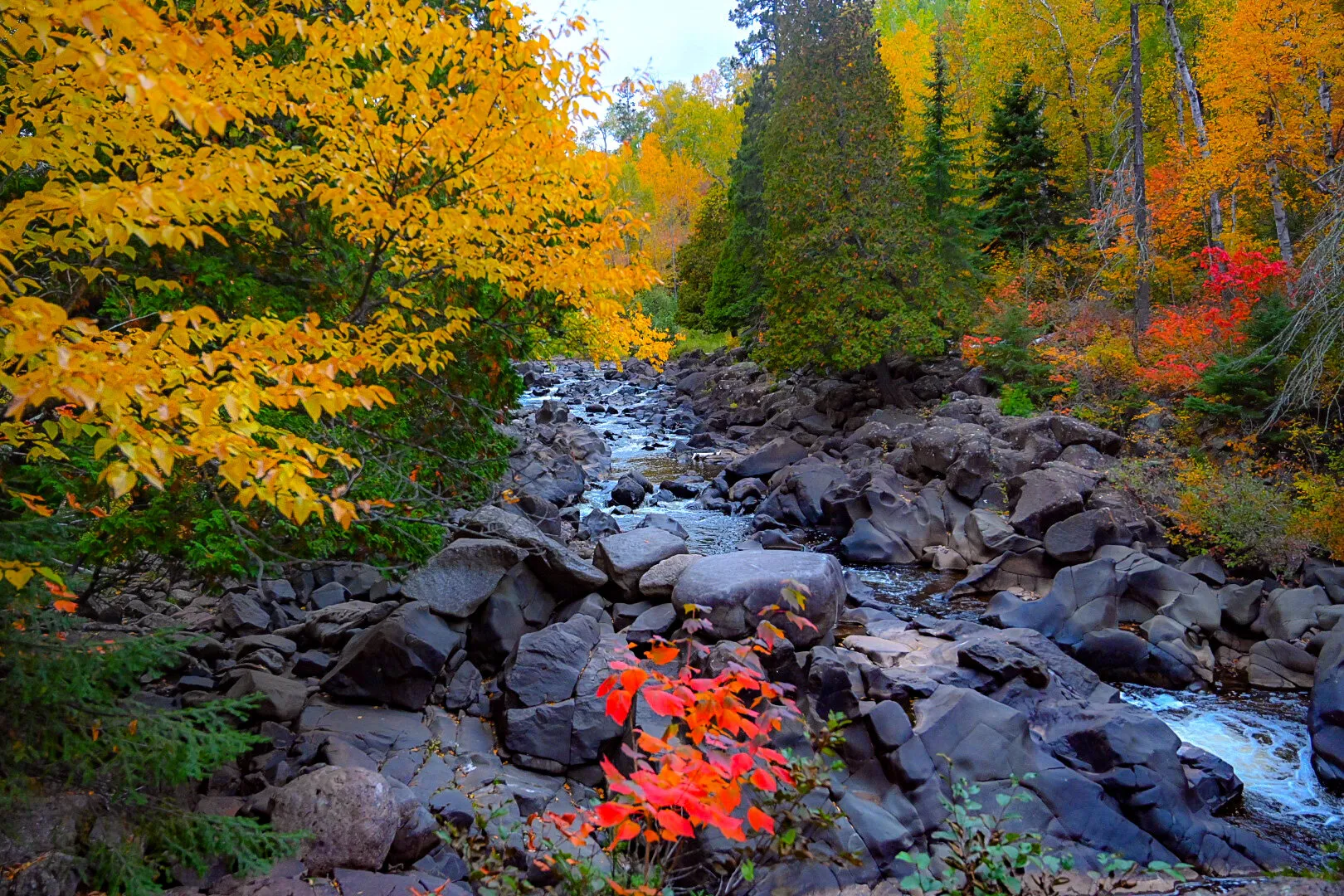 Forest colors