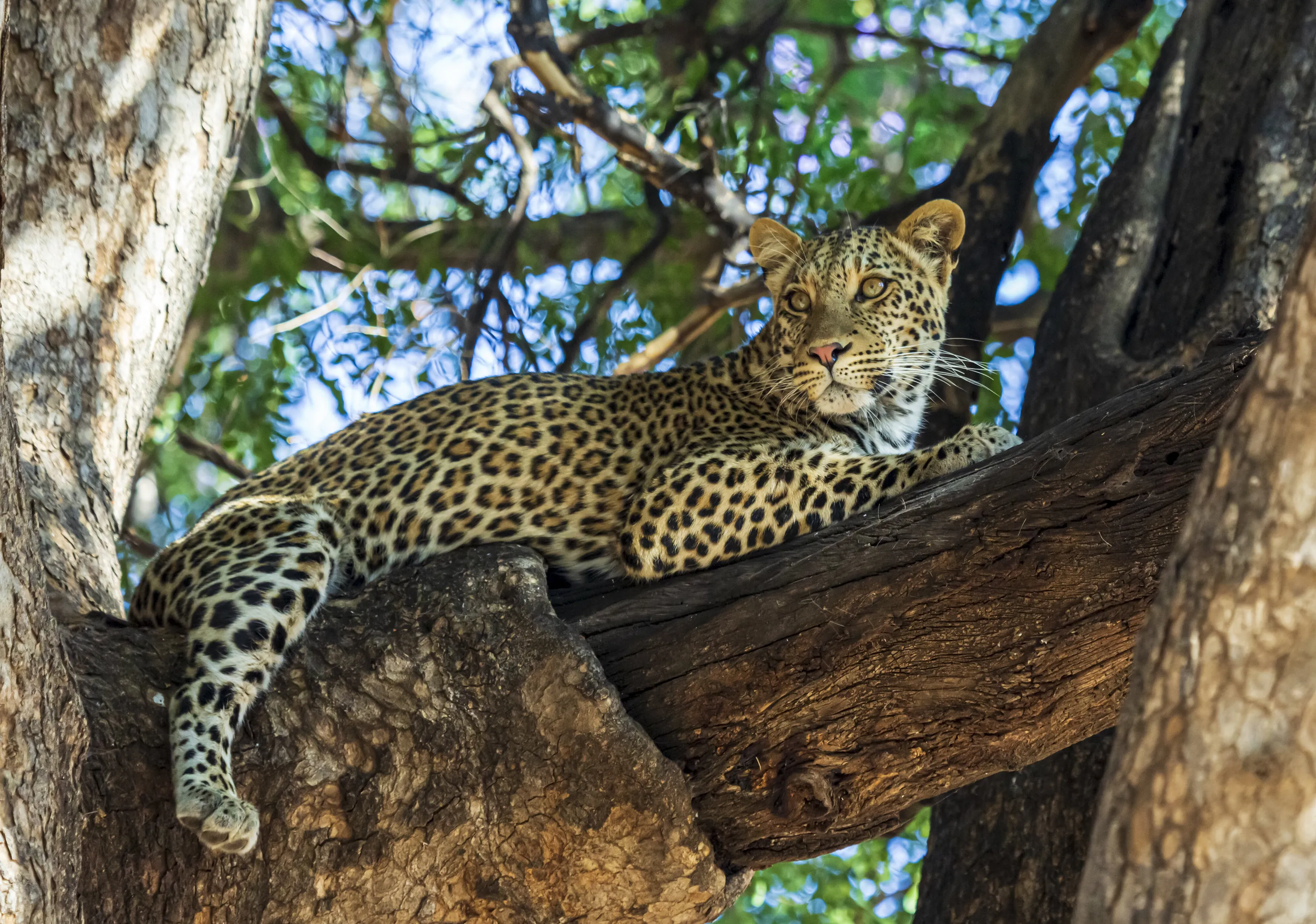 Young Female Leopard