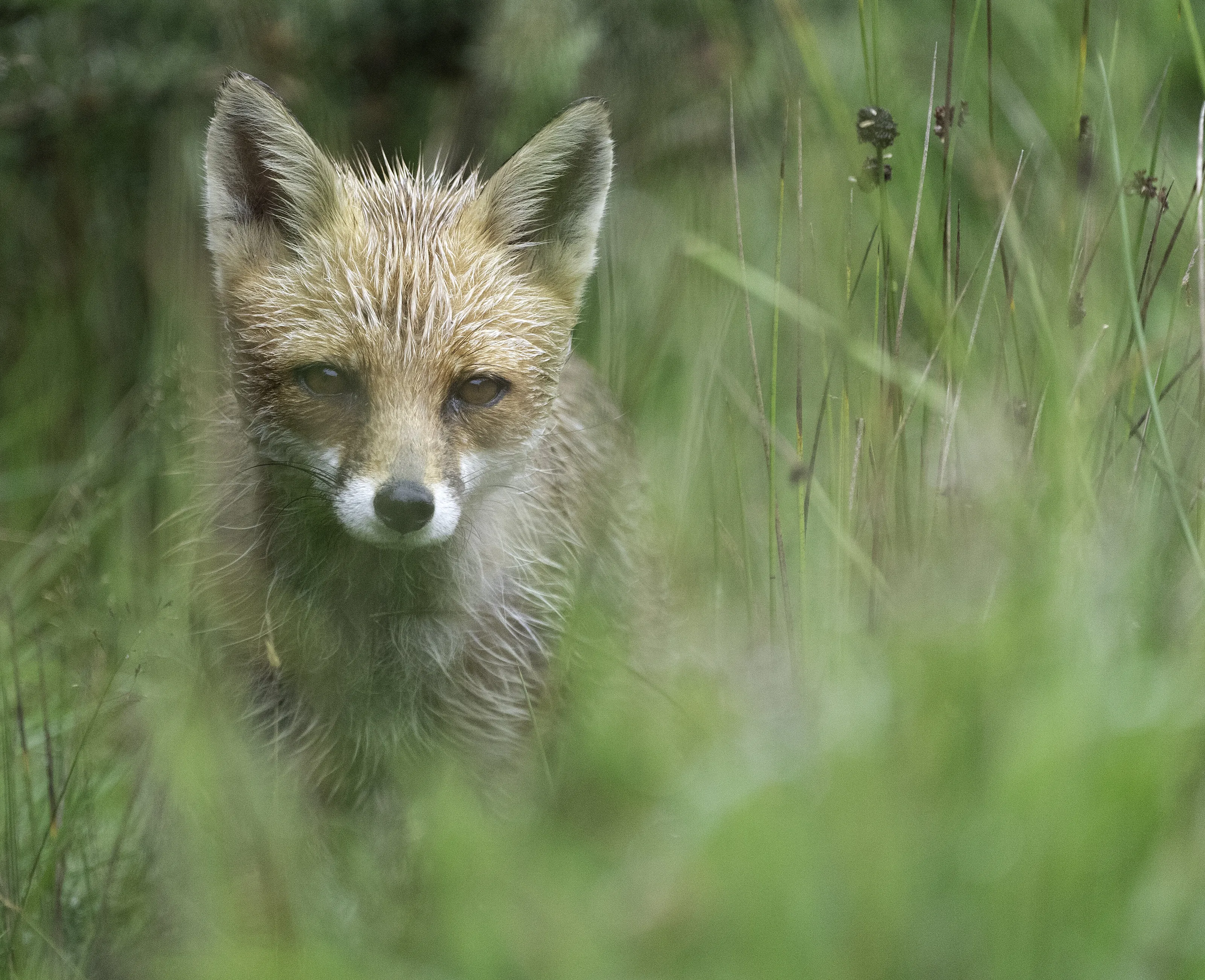 Mrs Fox