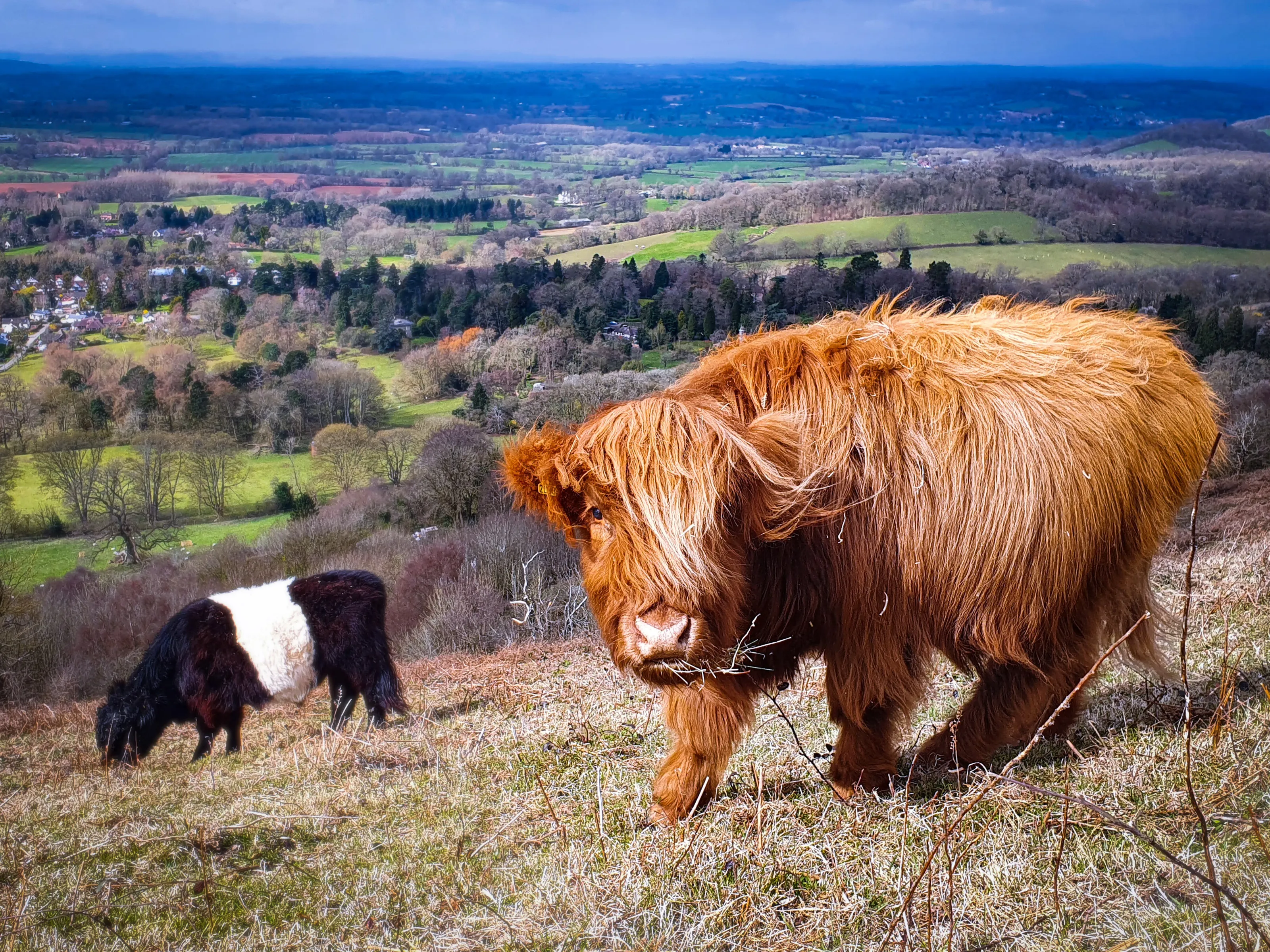 A grazing Highland