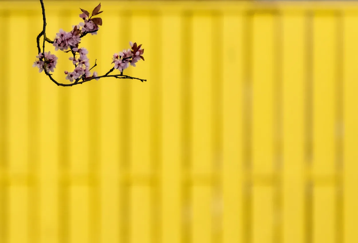 Spring colour on the industrial estate