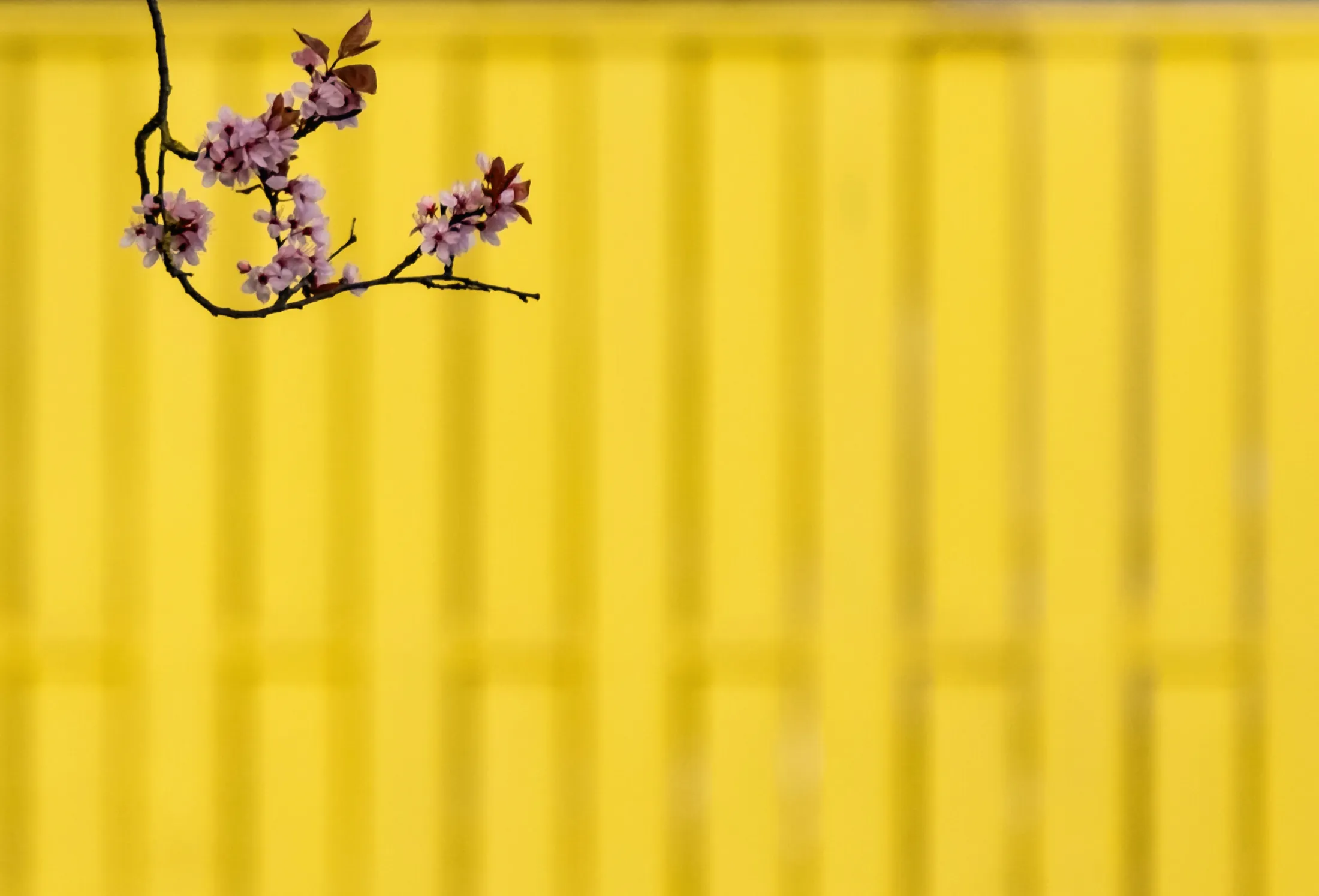 Spring colour on the industrial estate