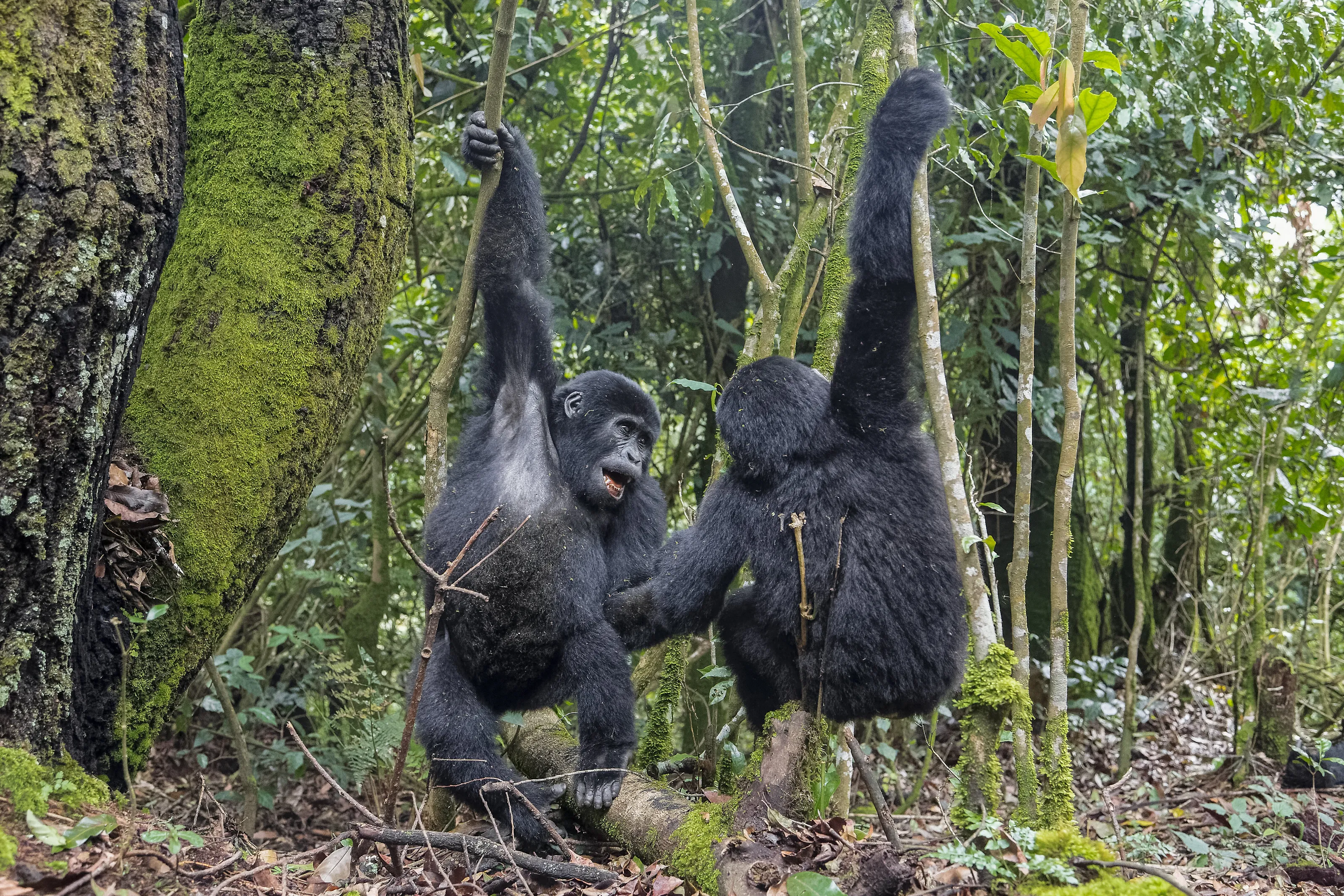 GORILLA DANCE