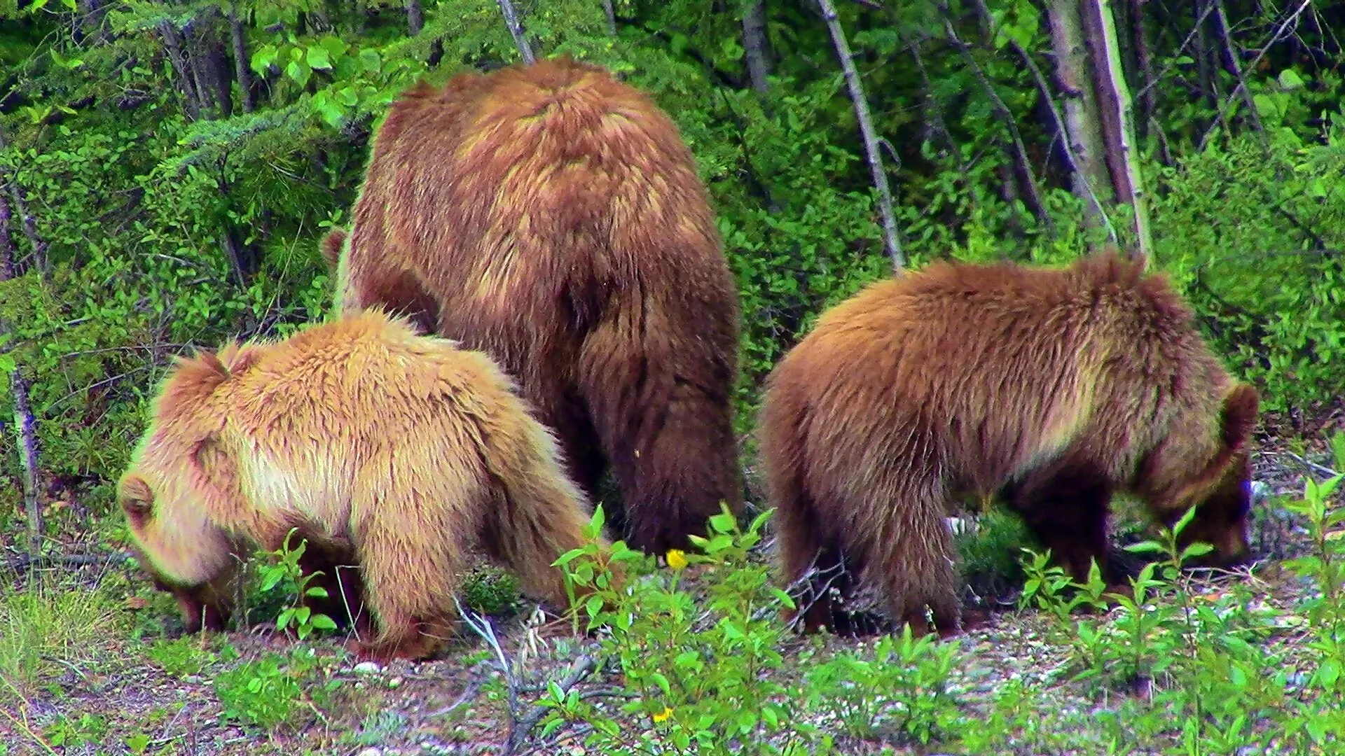 Three Bears