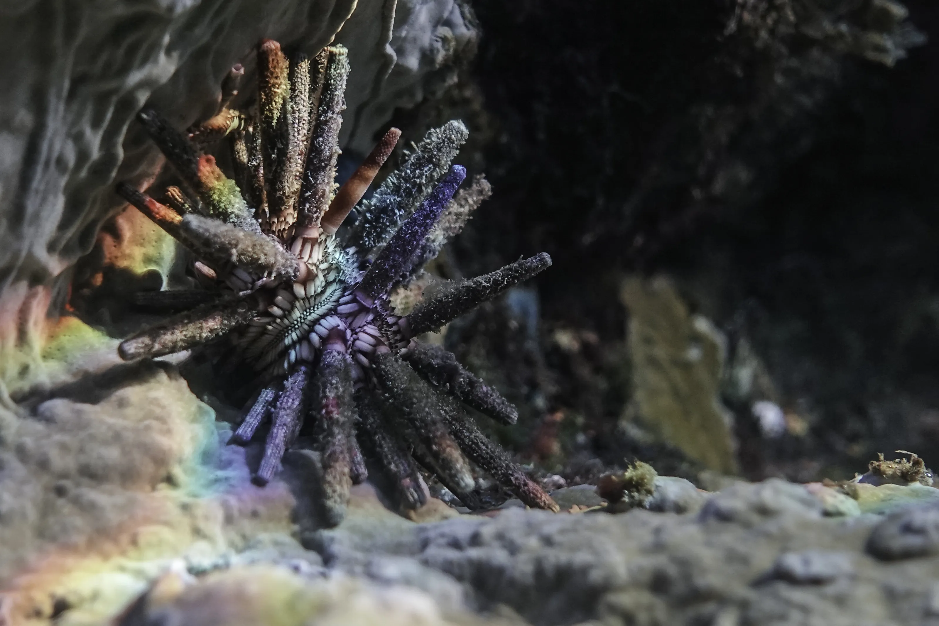Pencil sea urchin: The rainbow-colored sea urchin
