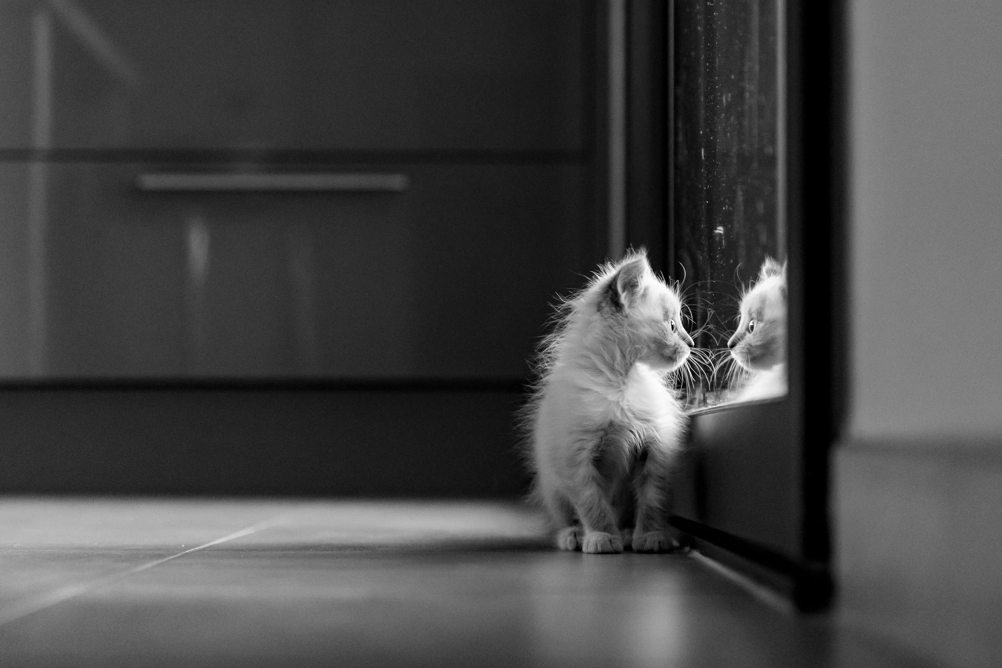 Cat of the window