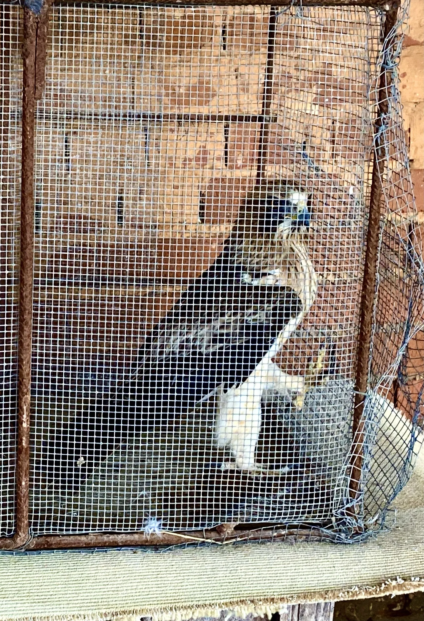 Injured Falcon