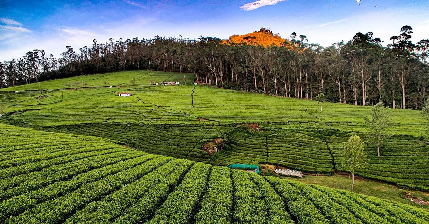 Entry 9150179