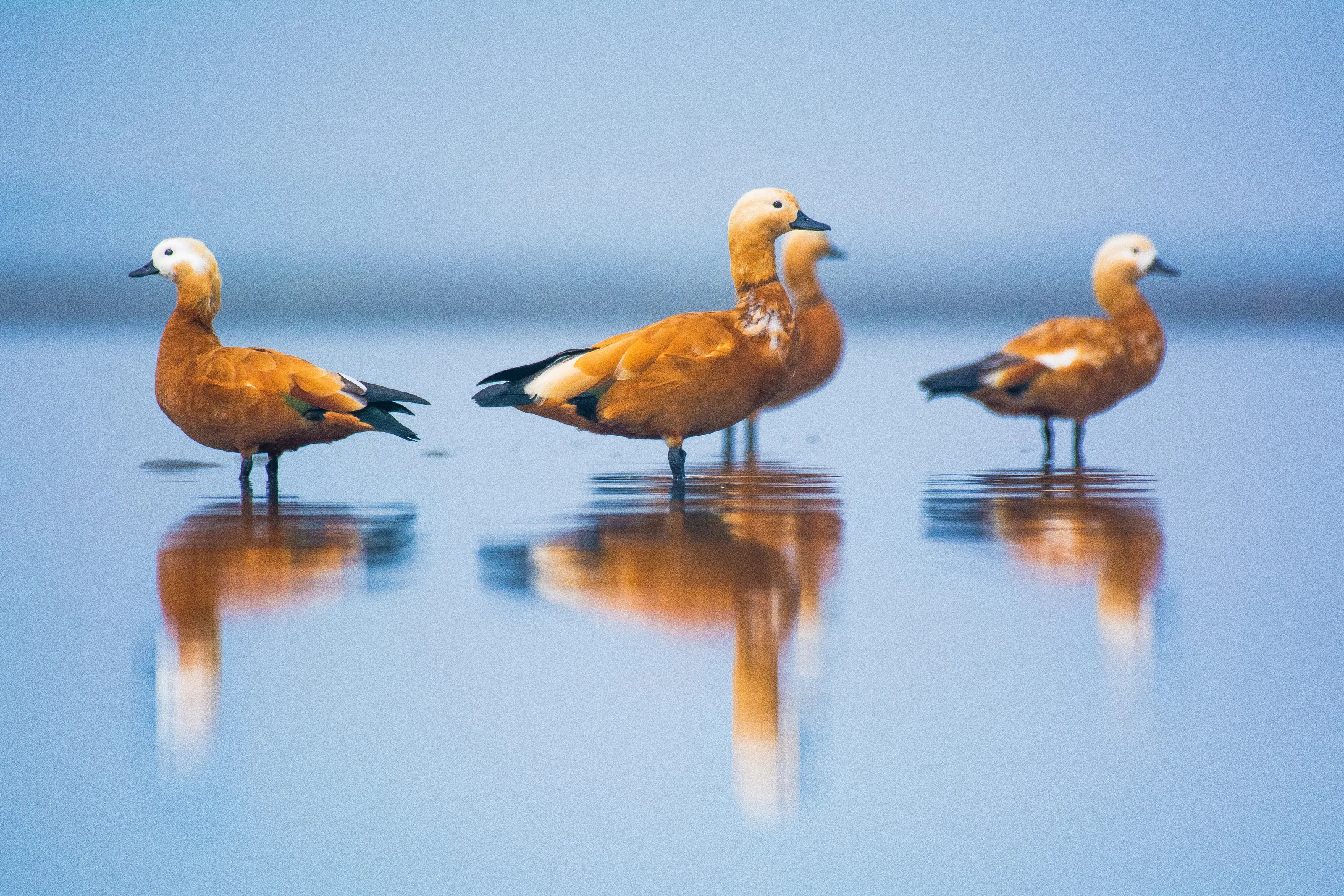 Ruddy Shelduck