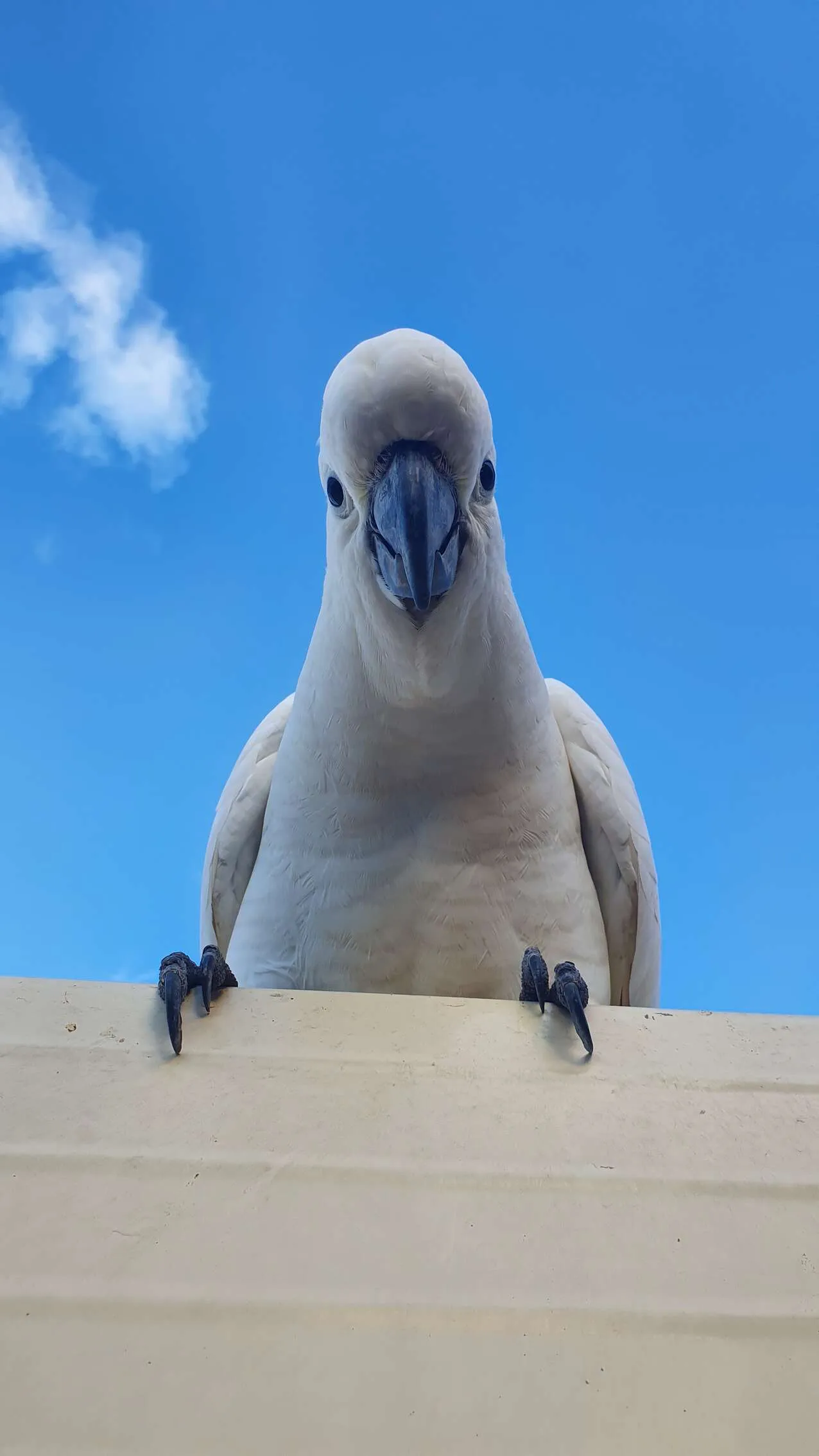 Birds Eye View