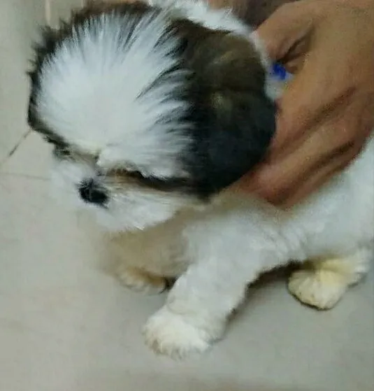 Little pup