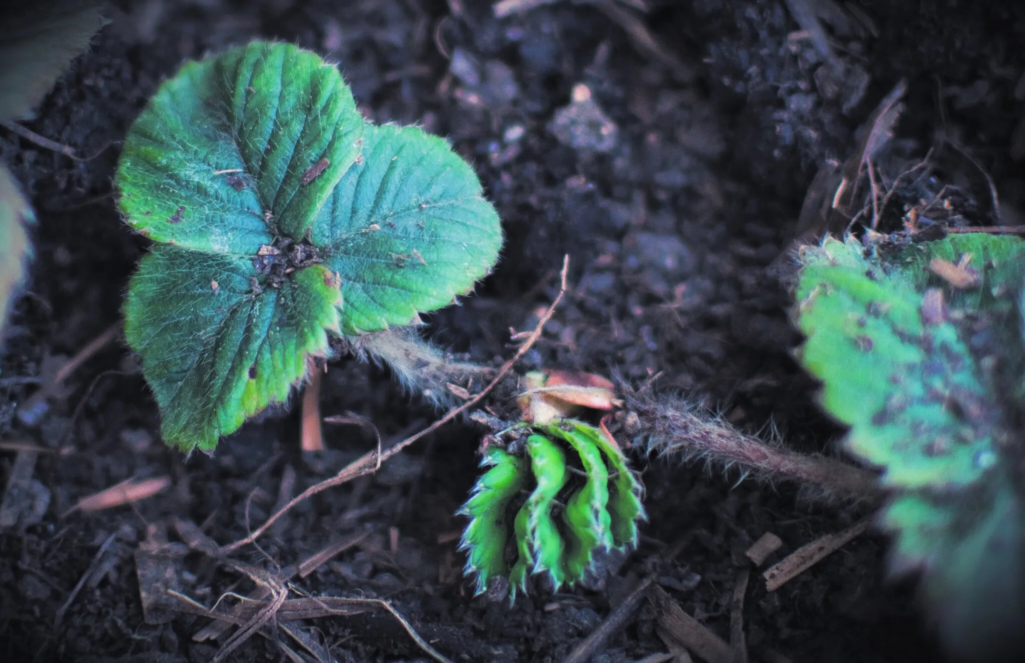 Strawberry leaves…