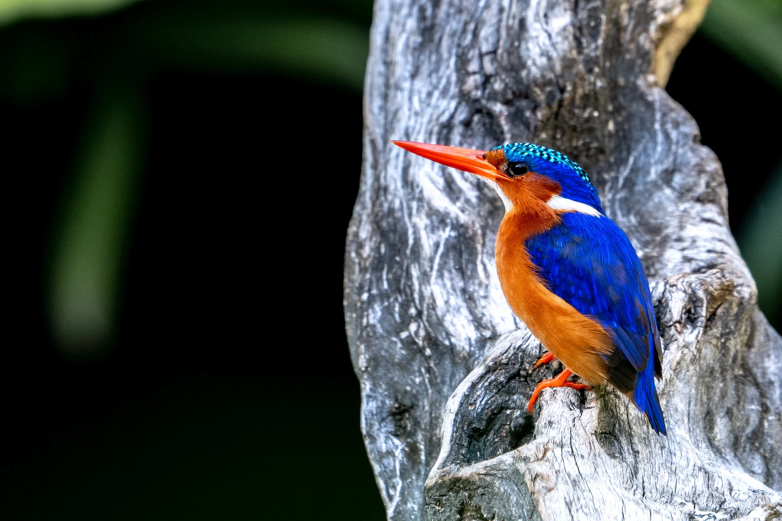 Malachite Kingfisher