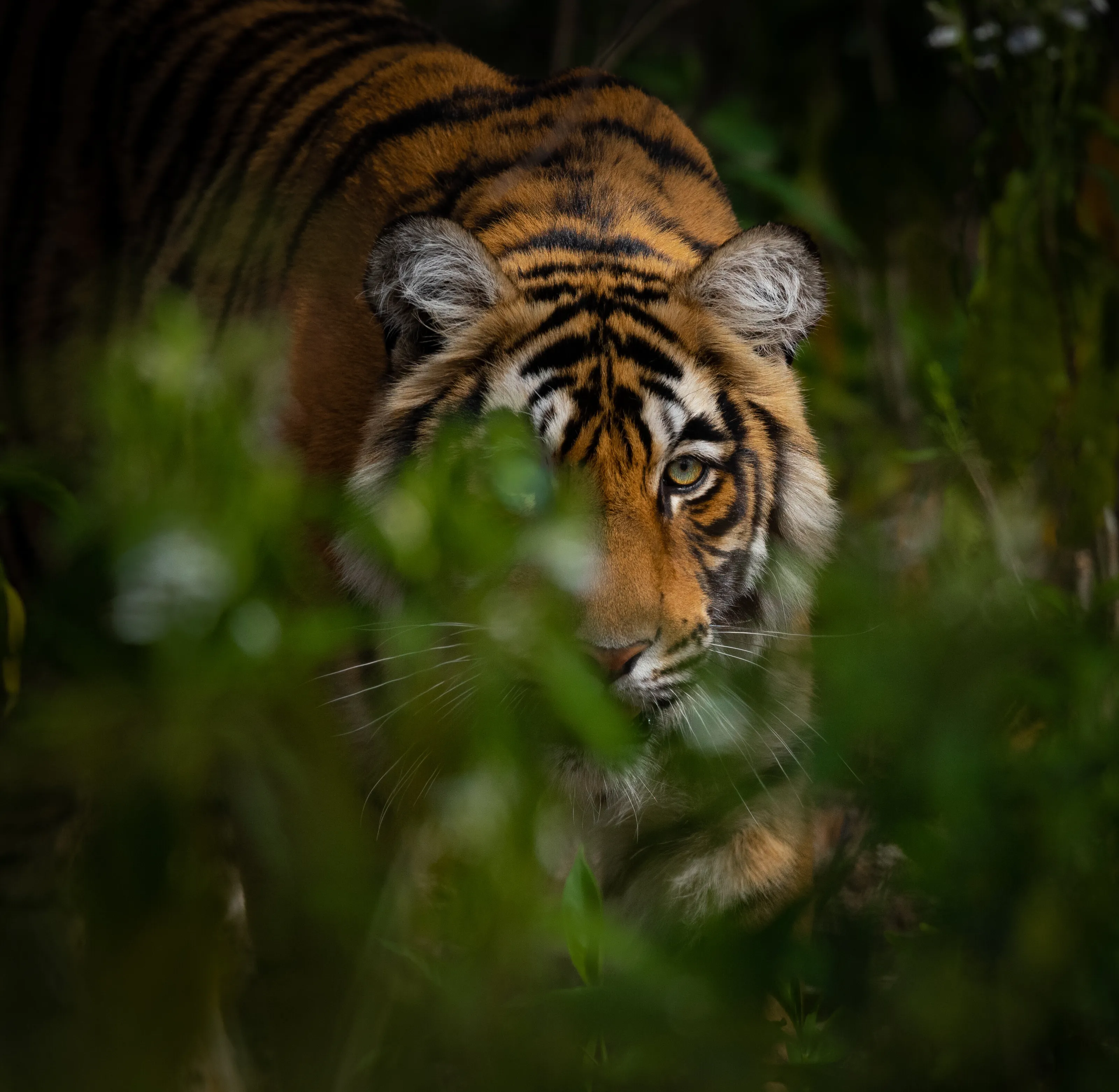The tiger in the bush