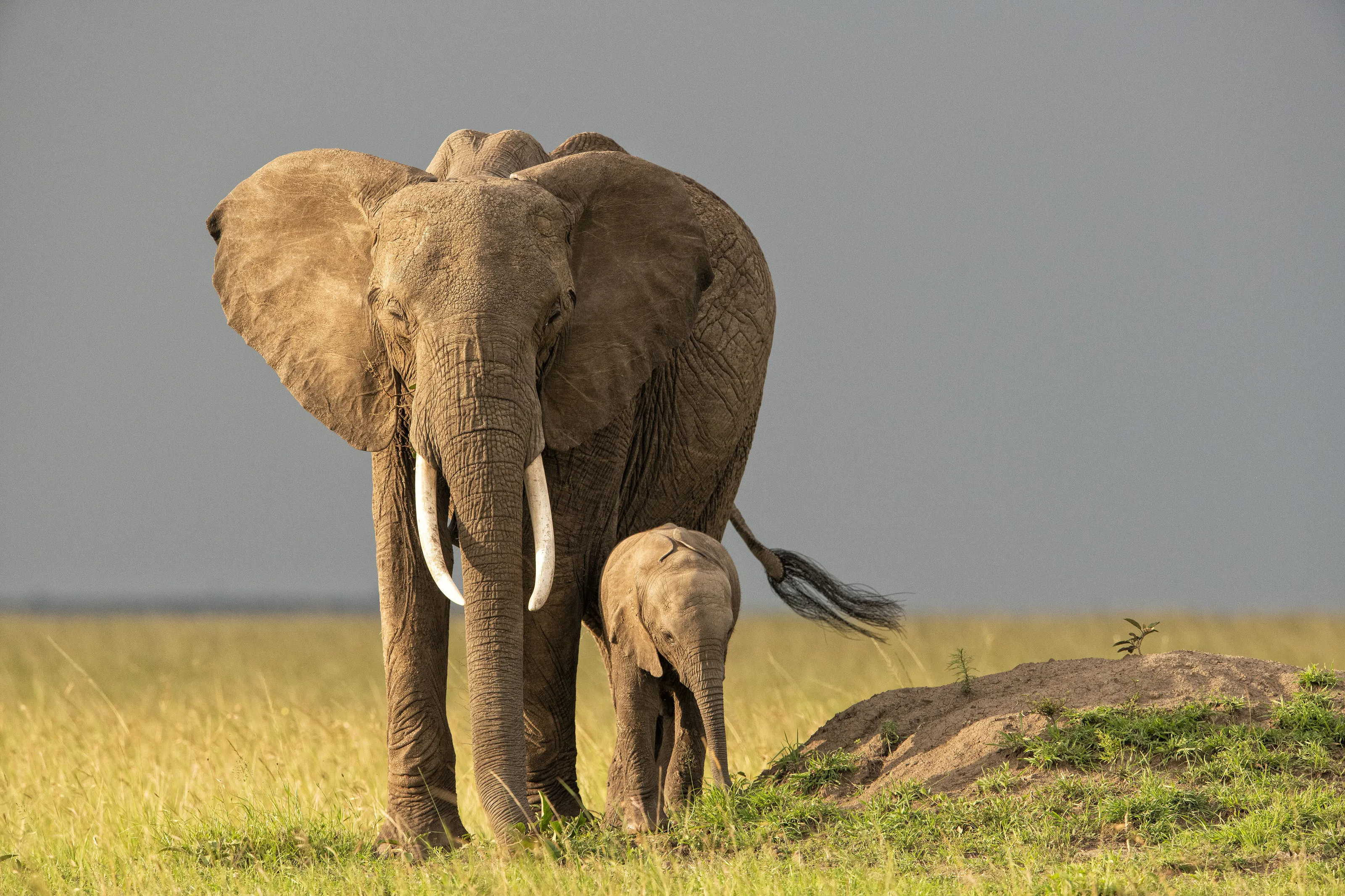 Mother and Baby Elephant