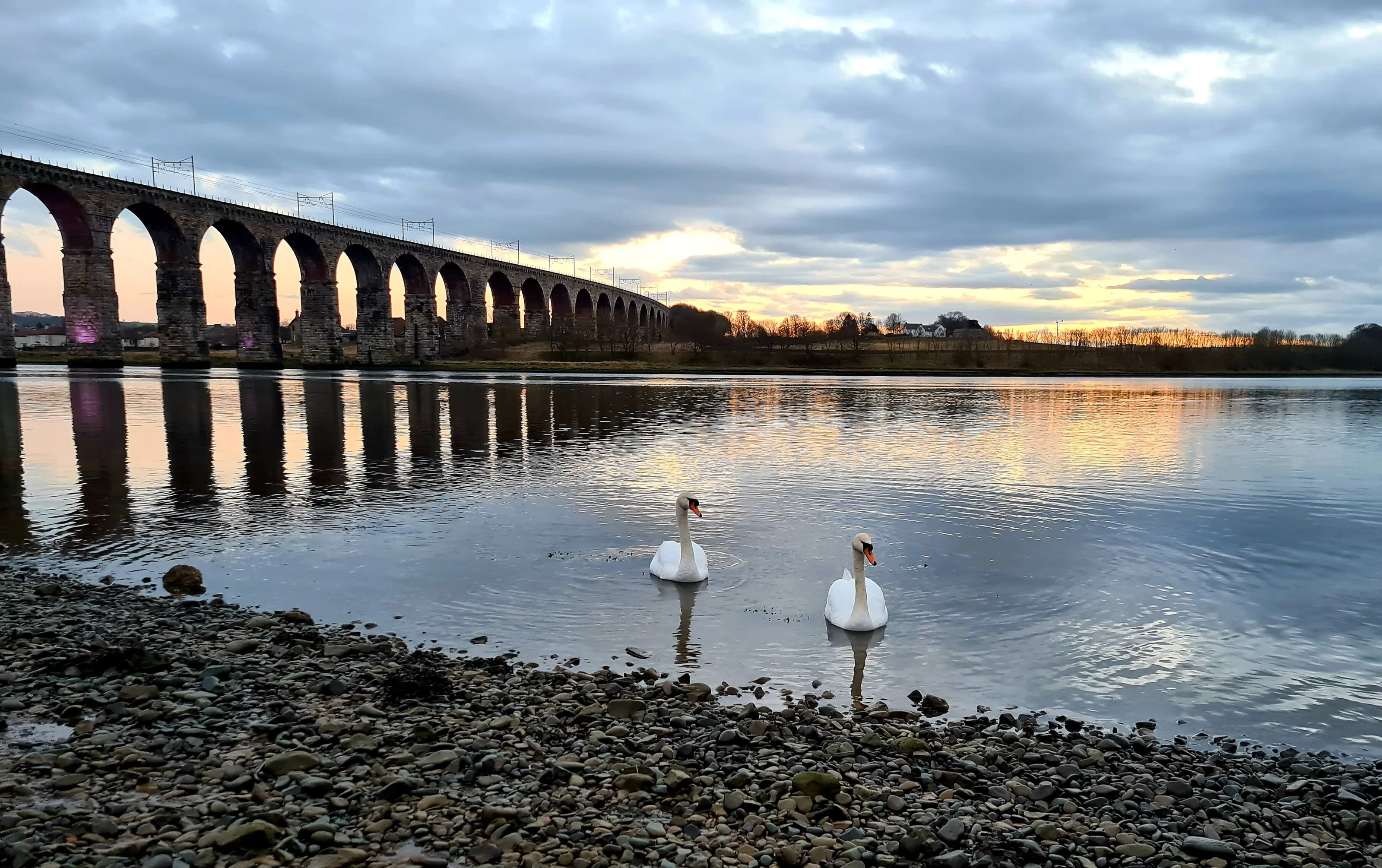 Swans on the Tweed