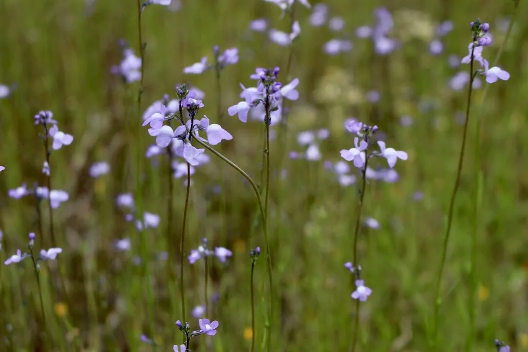 Macro field of flowers