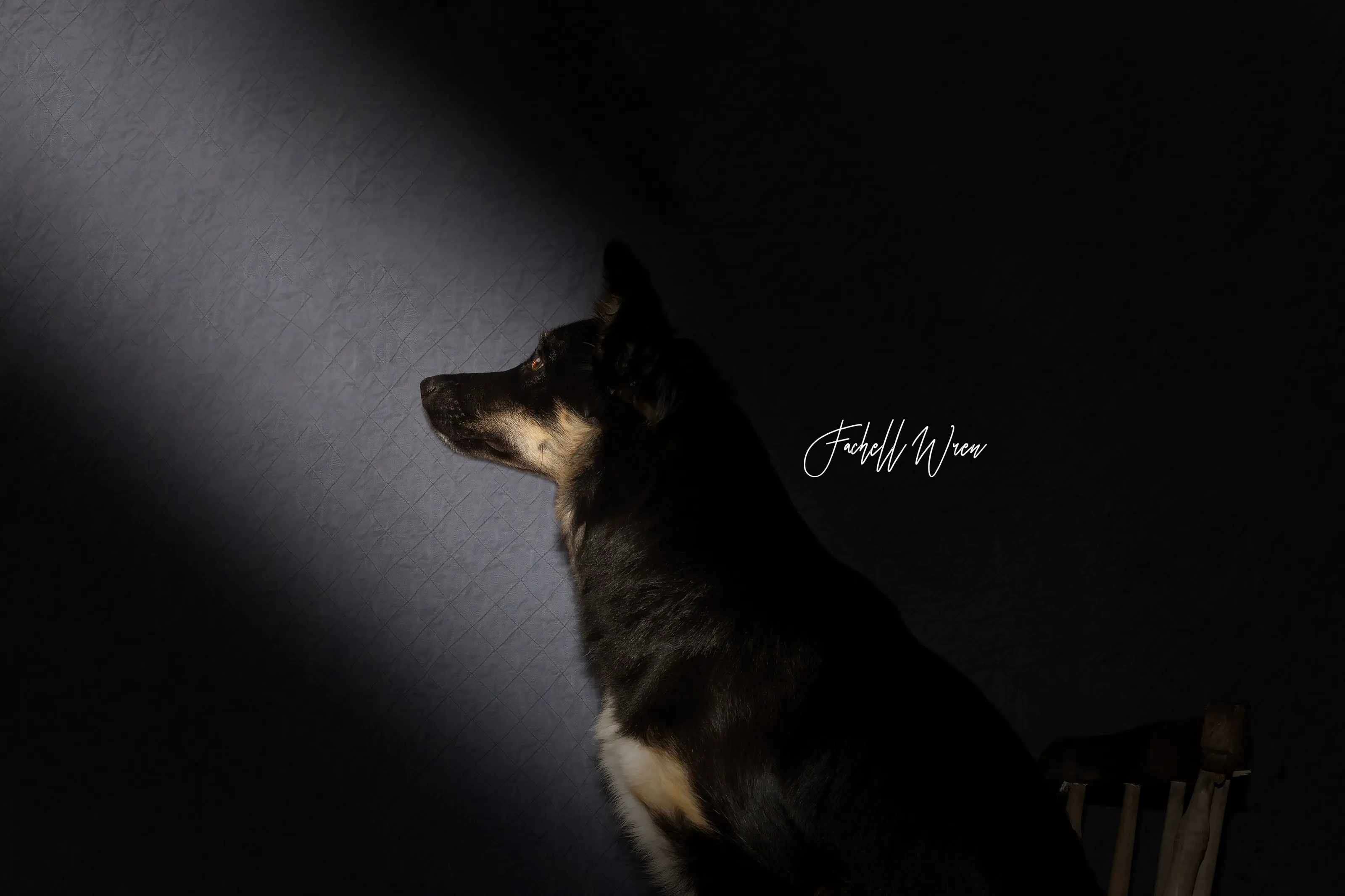 Spotlight