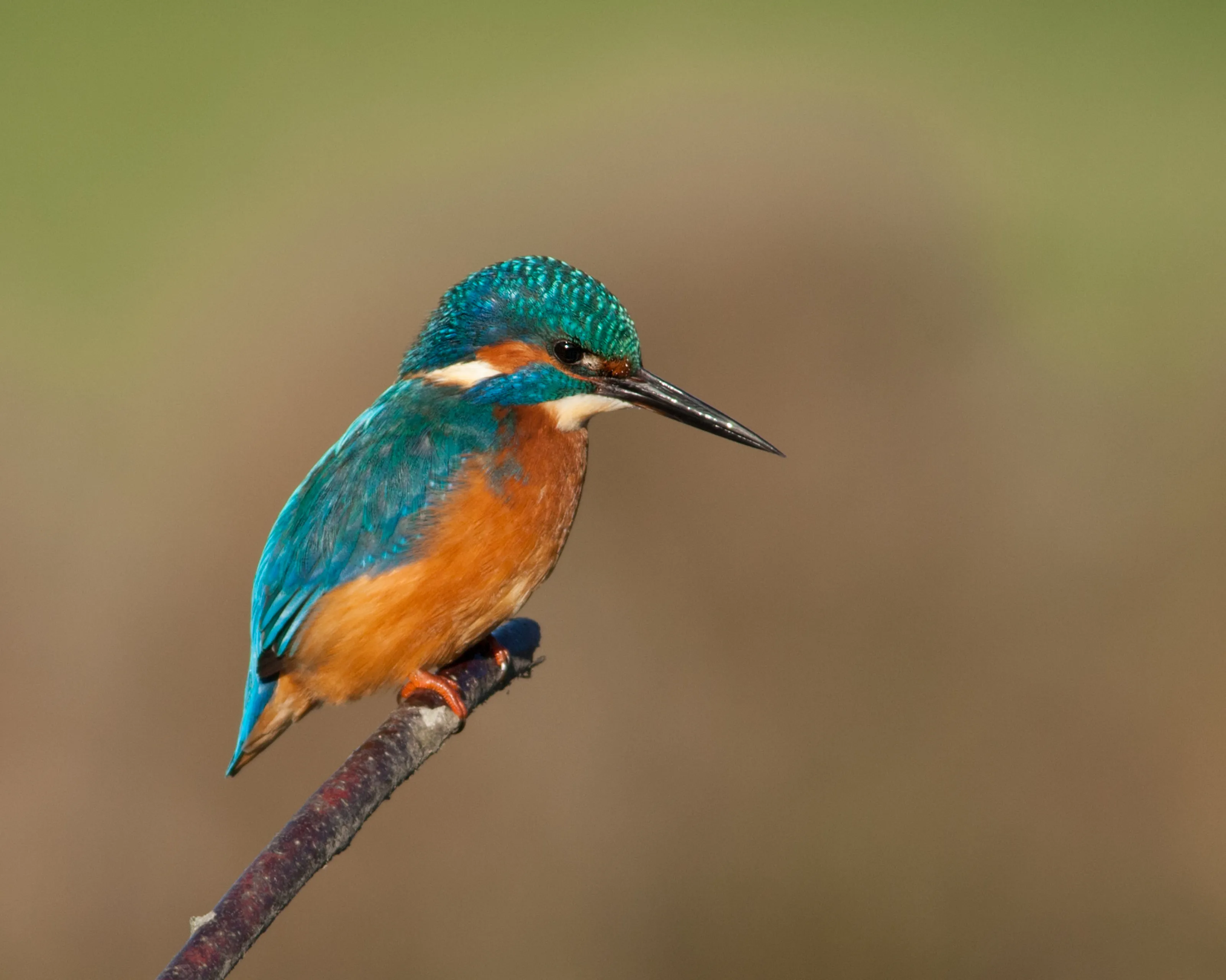 Juvenile male Kingfisher on stick