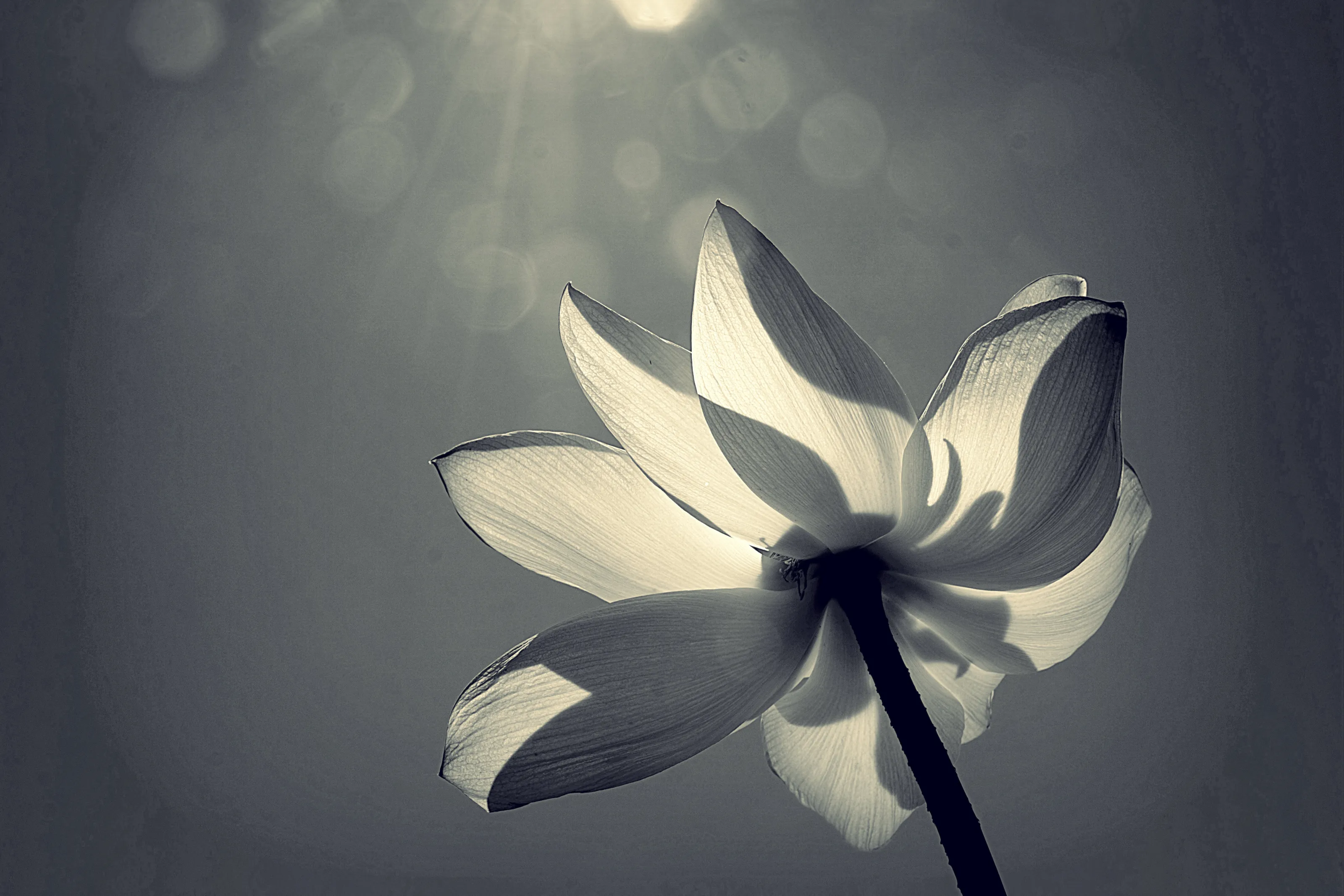 Lotus