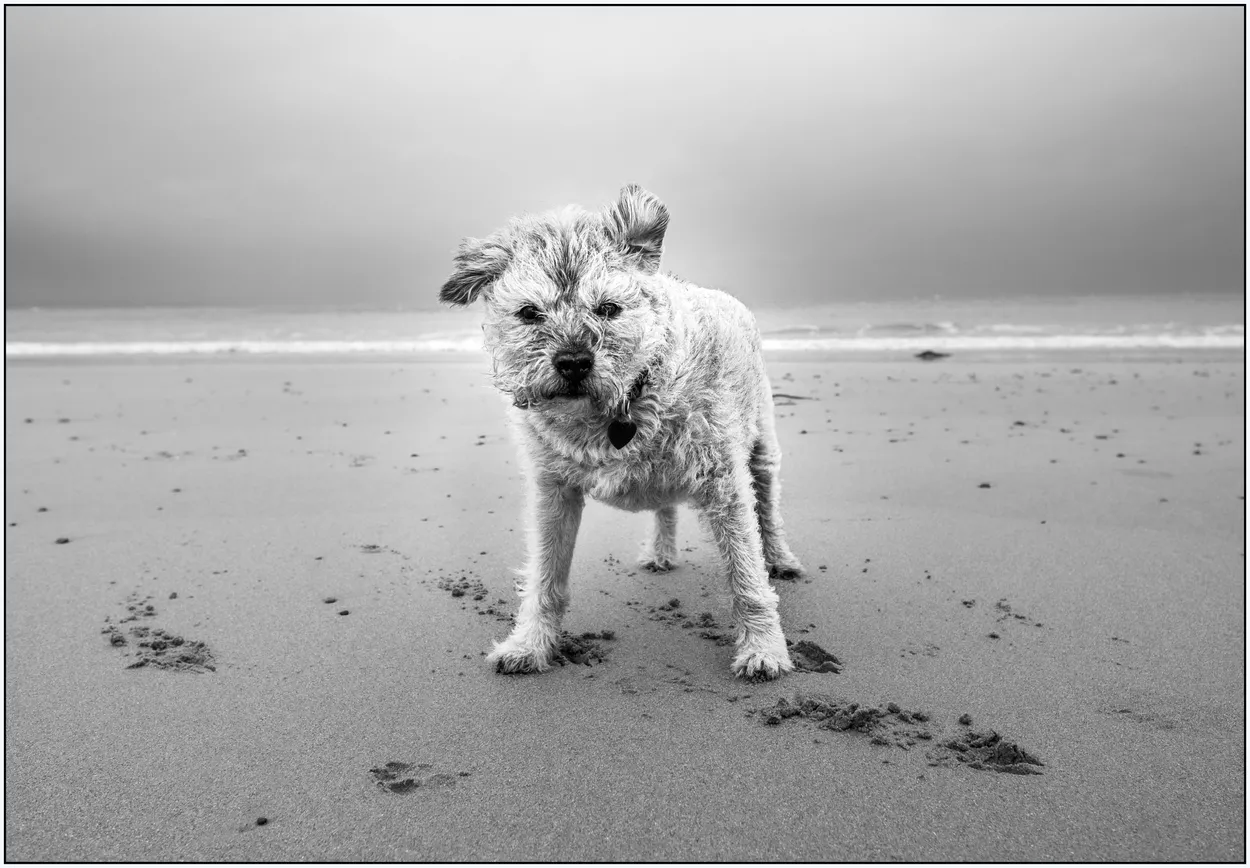 Dog I met at the beach