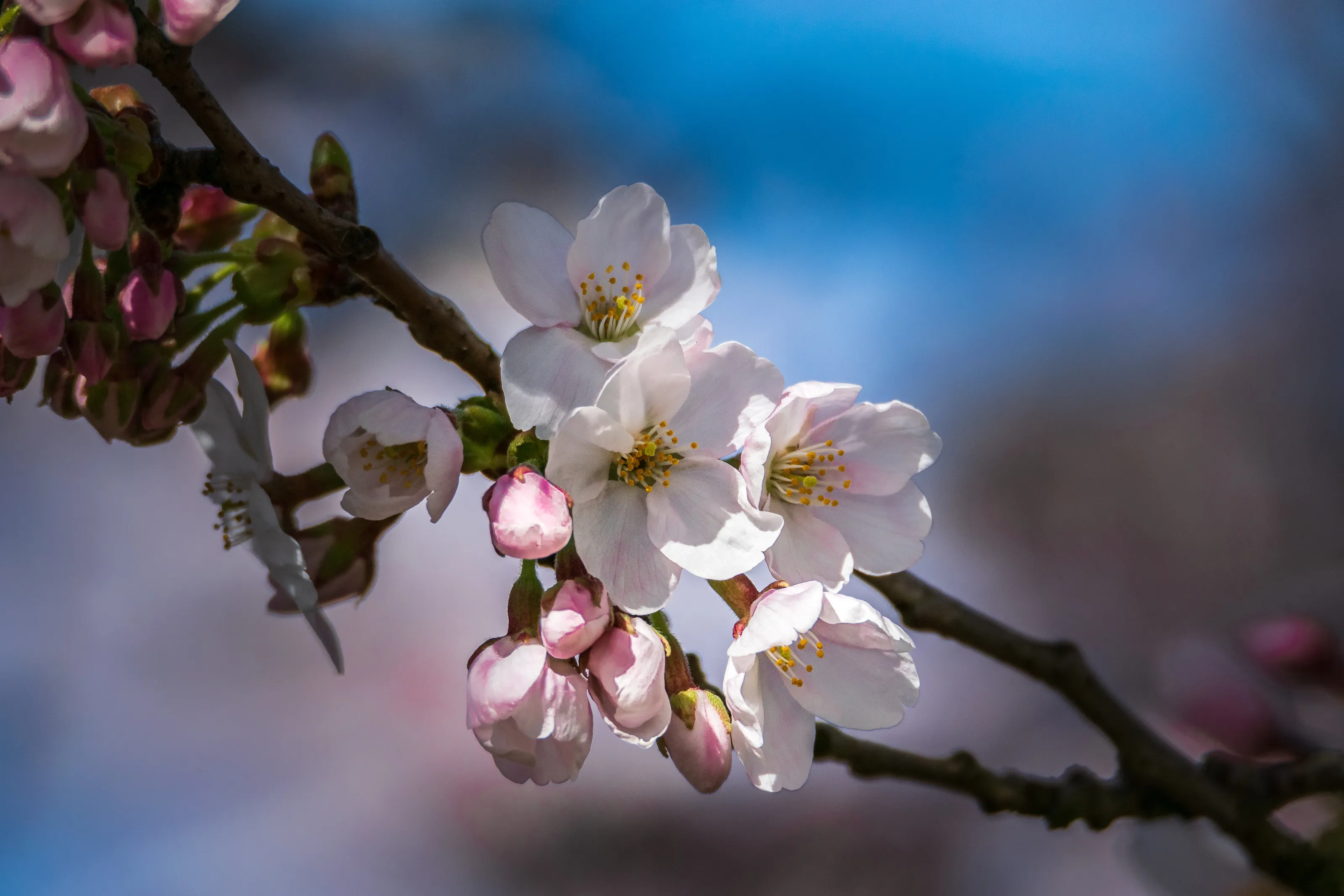 Blossom
