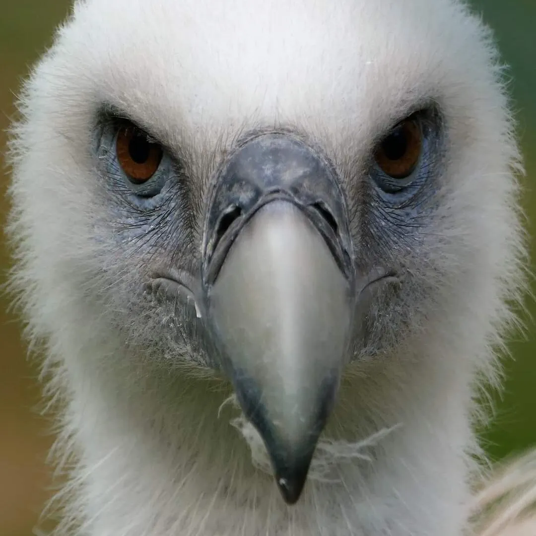 Griffon Vulture