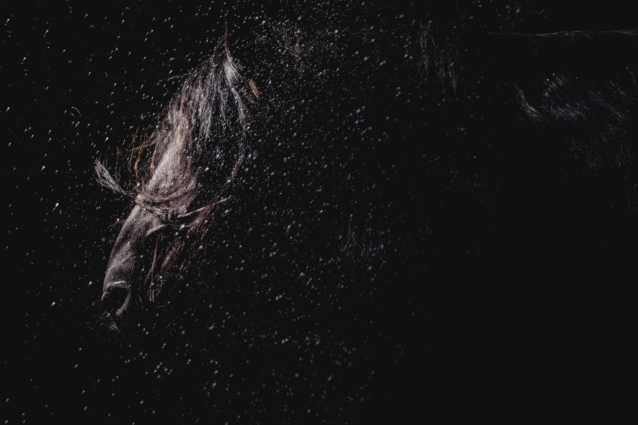 Friesian in the rain