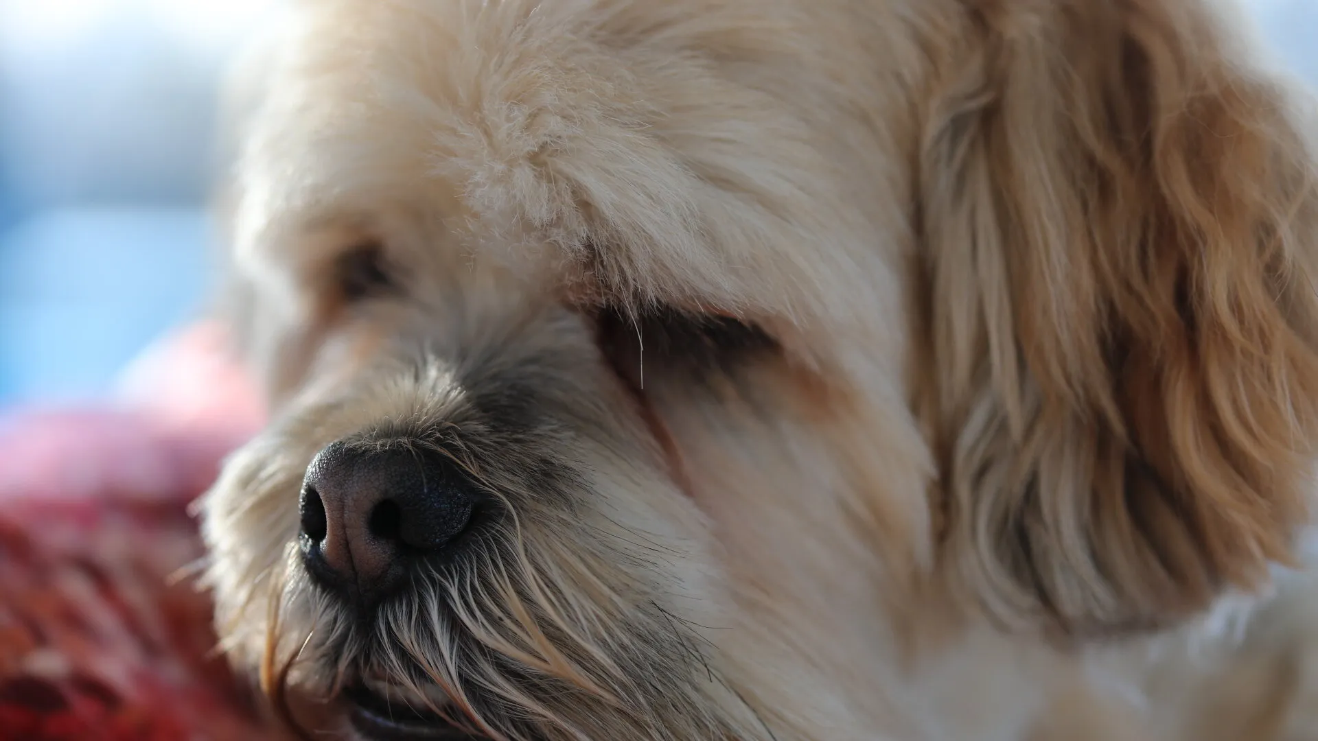 Lhasa Apso - Lazy Sundays