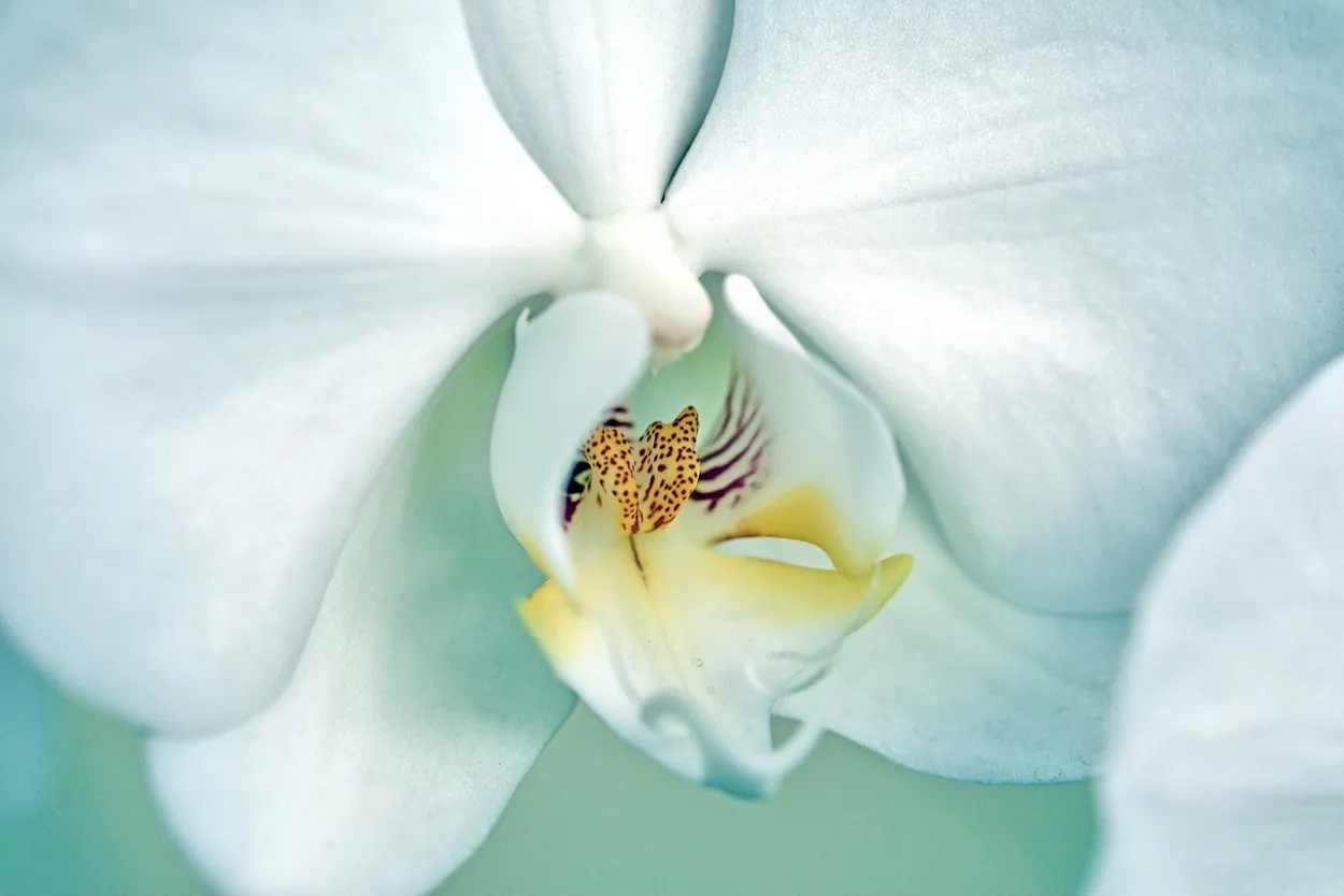 Entry 12367588