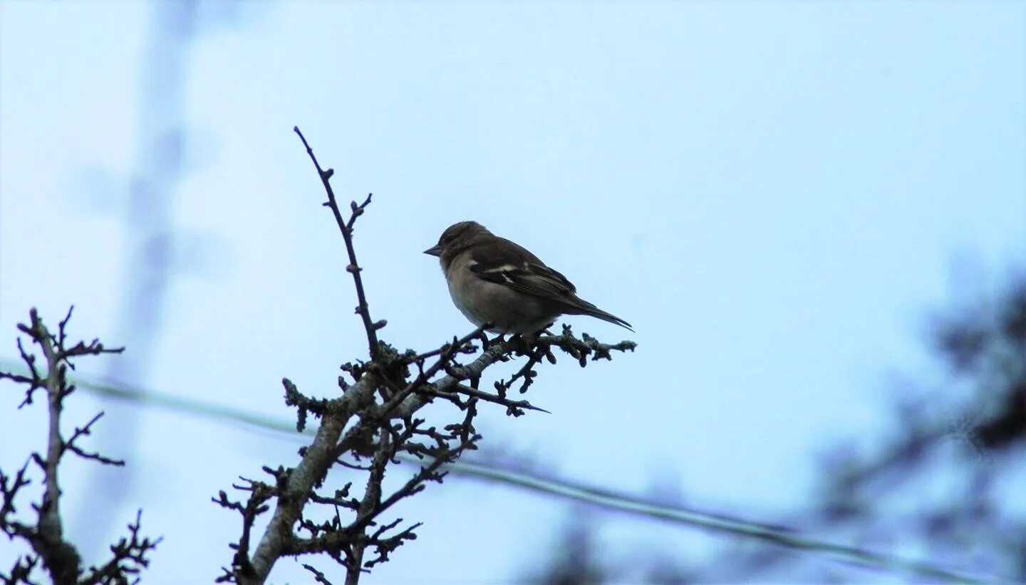 Sparrow