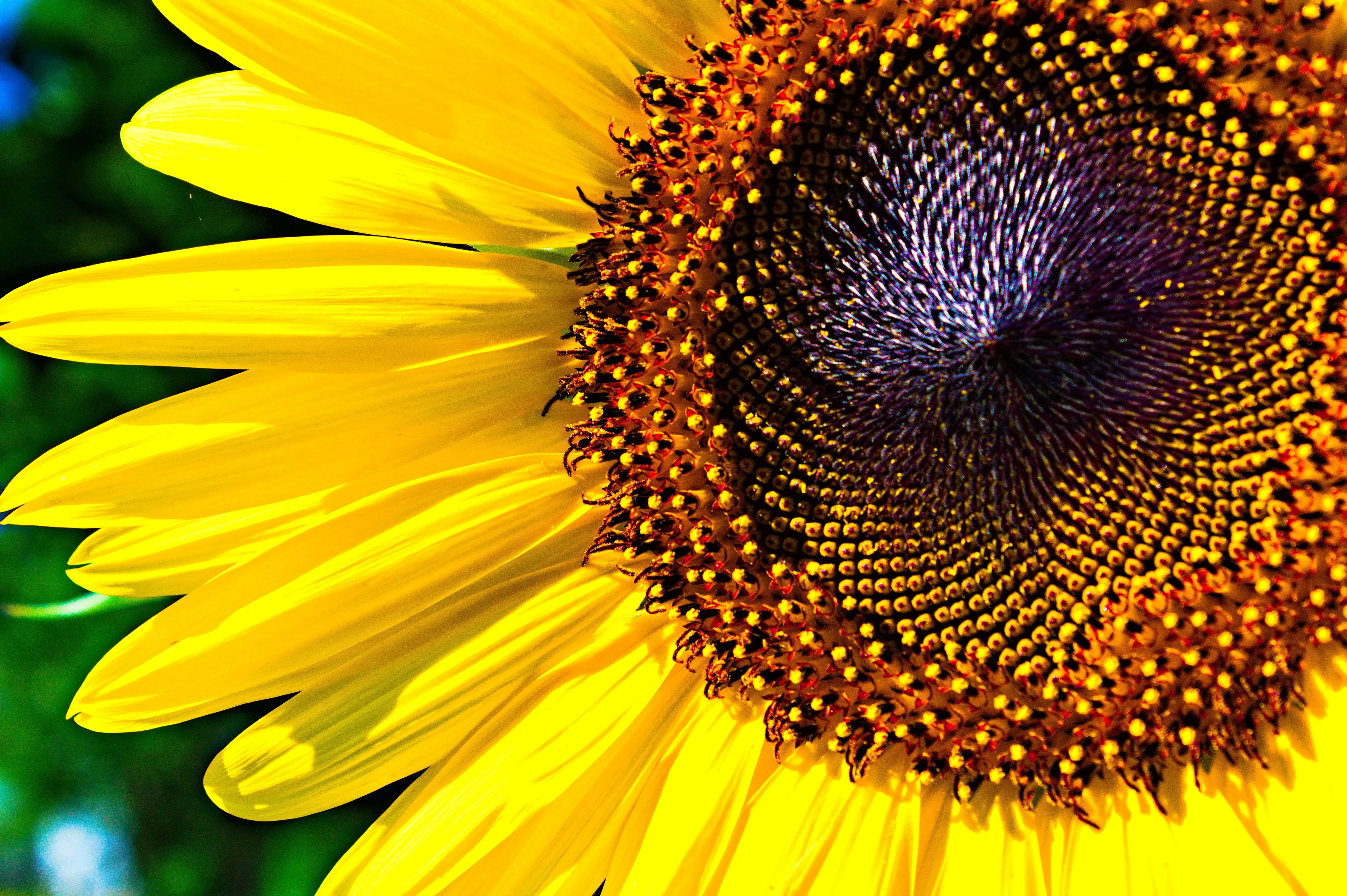 Sunflower