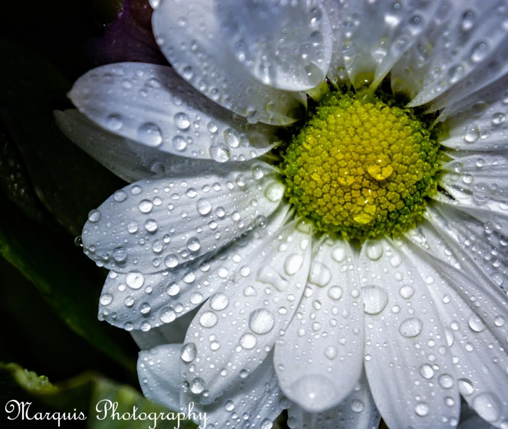Spring Showers Daisy