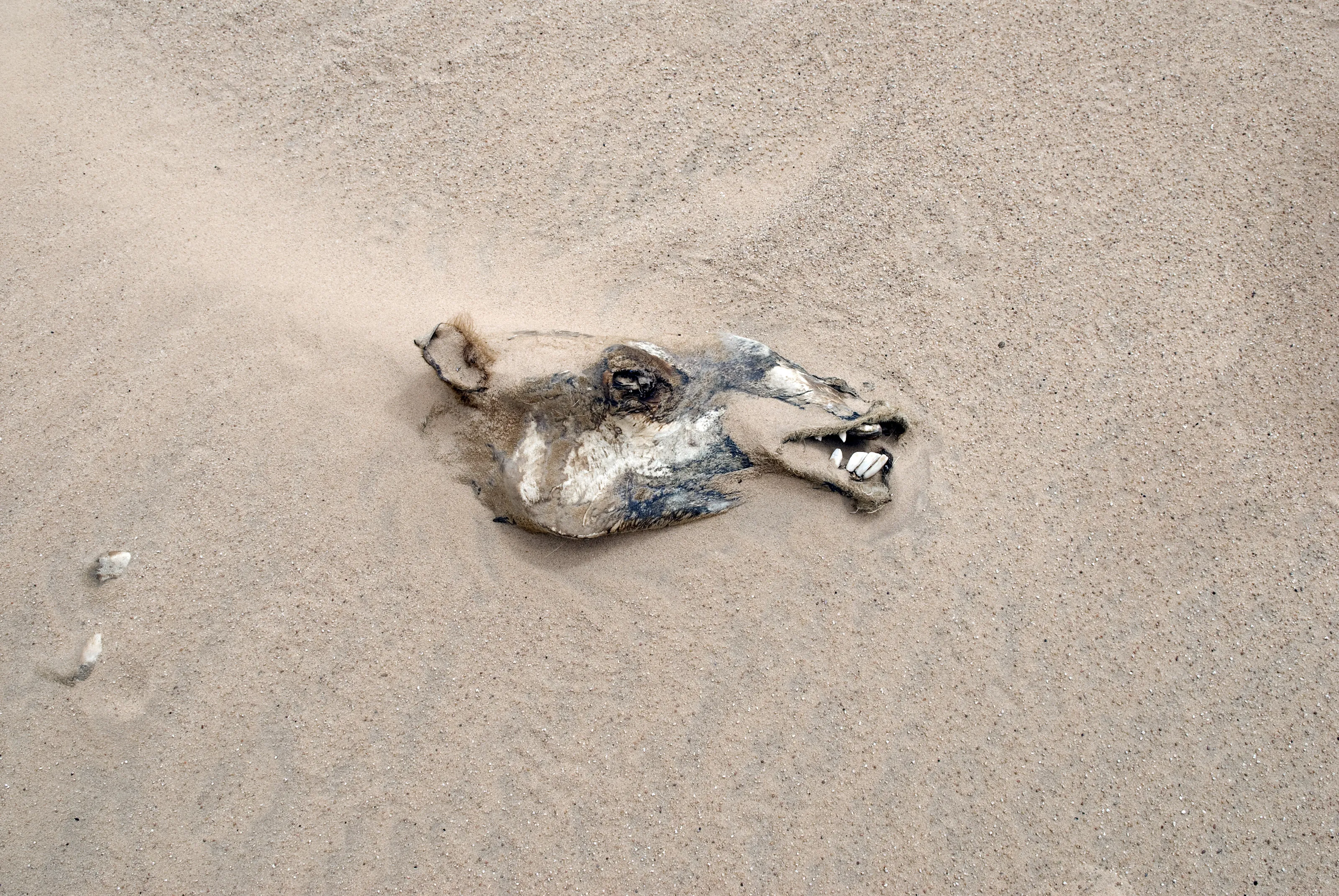Desert Camel