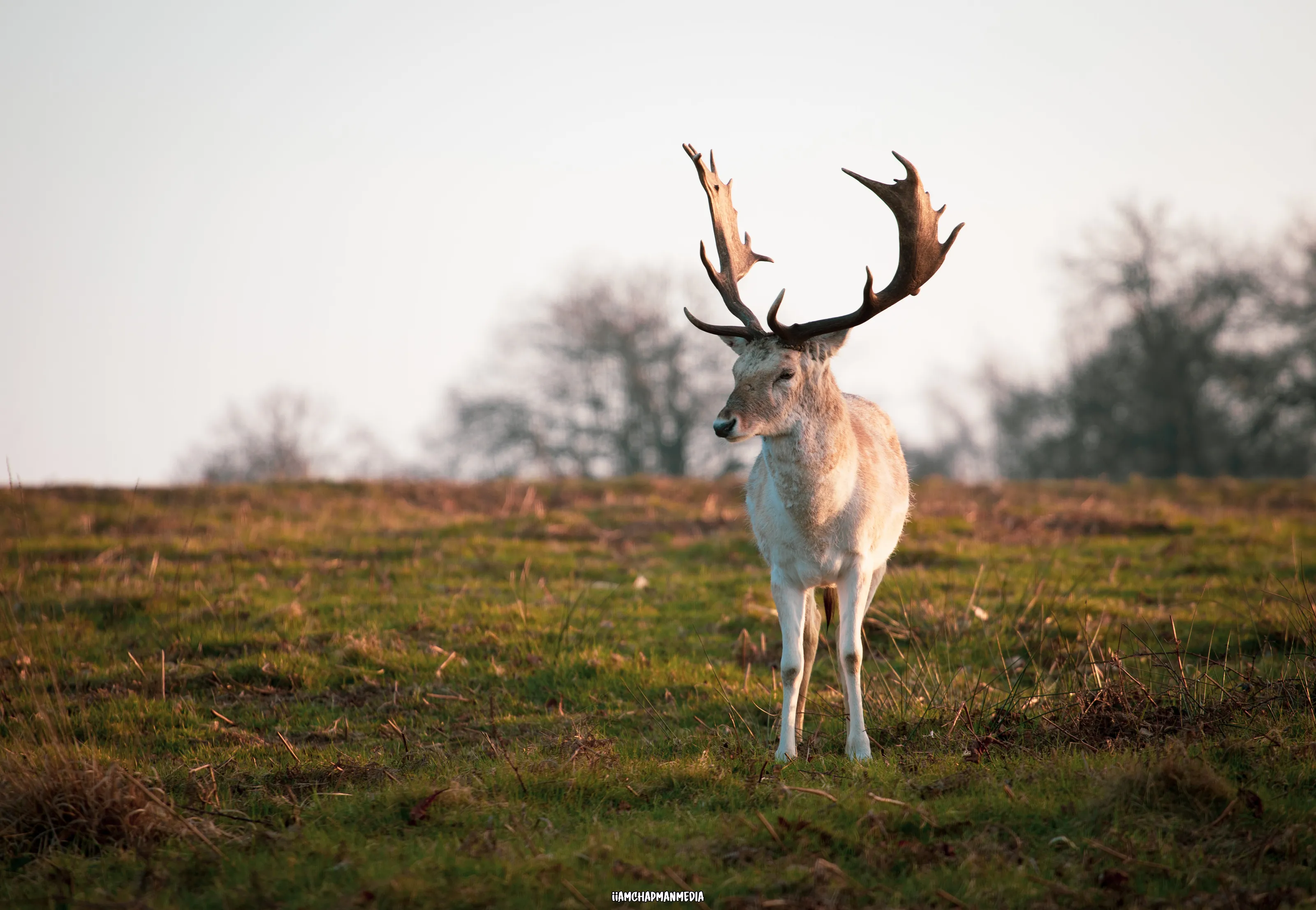 Majestic Deer